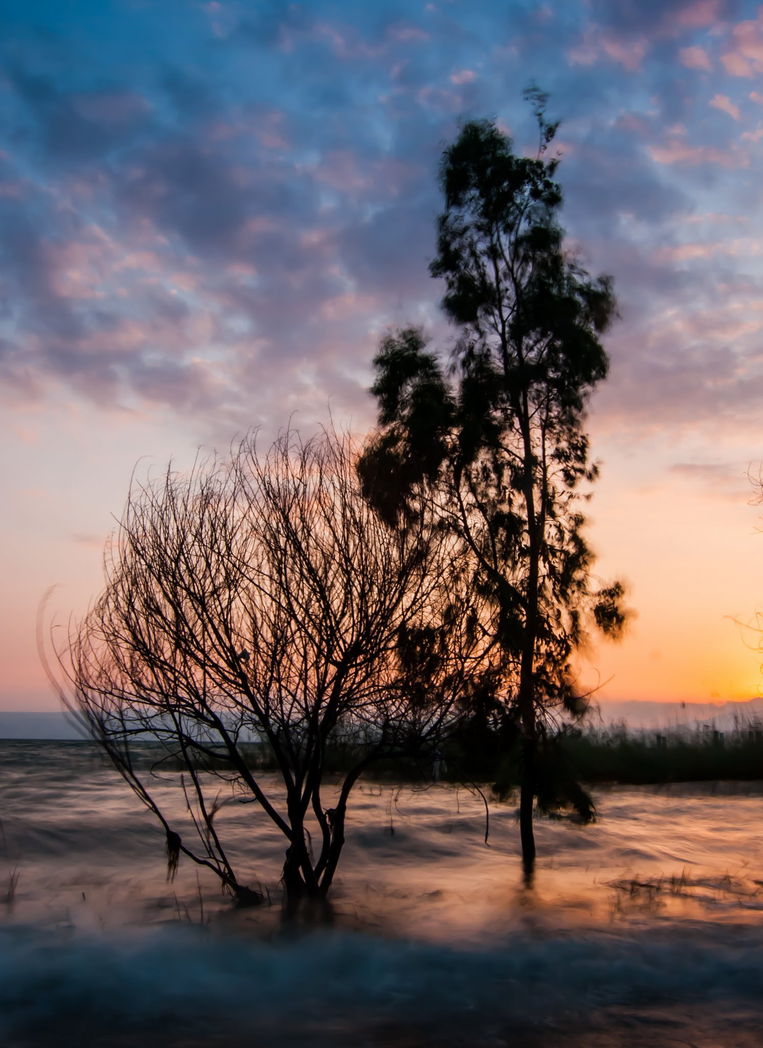 Tokina AT-X Pro 12-24mm F4 (IF) DX sample photo. Kinneret trees photography