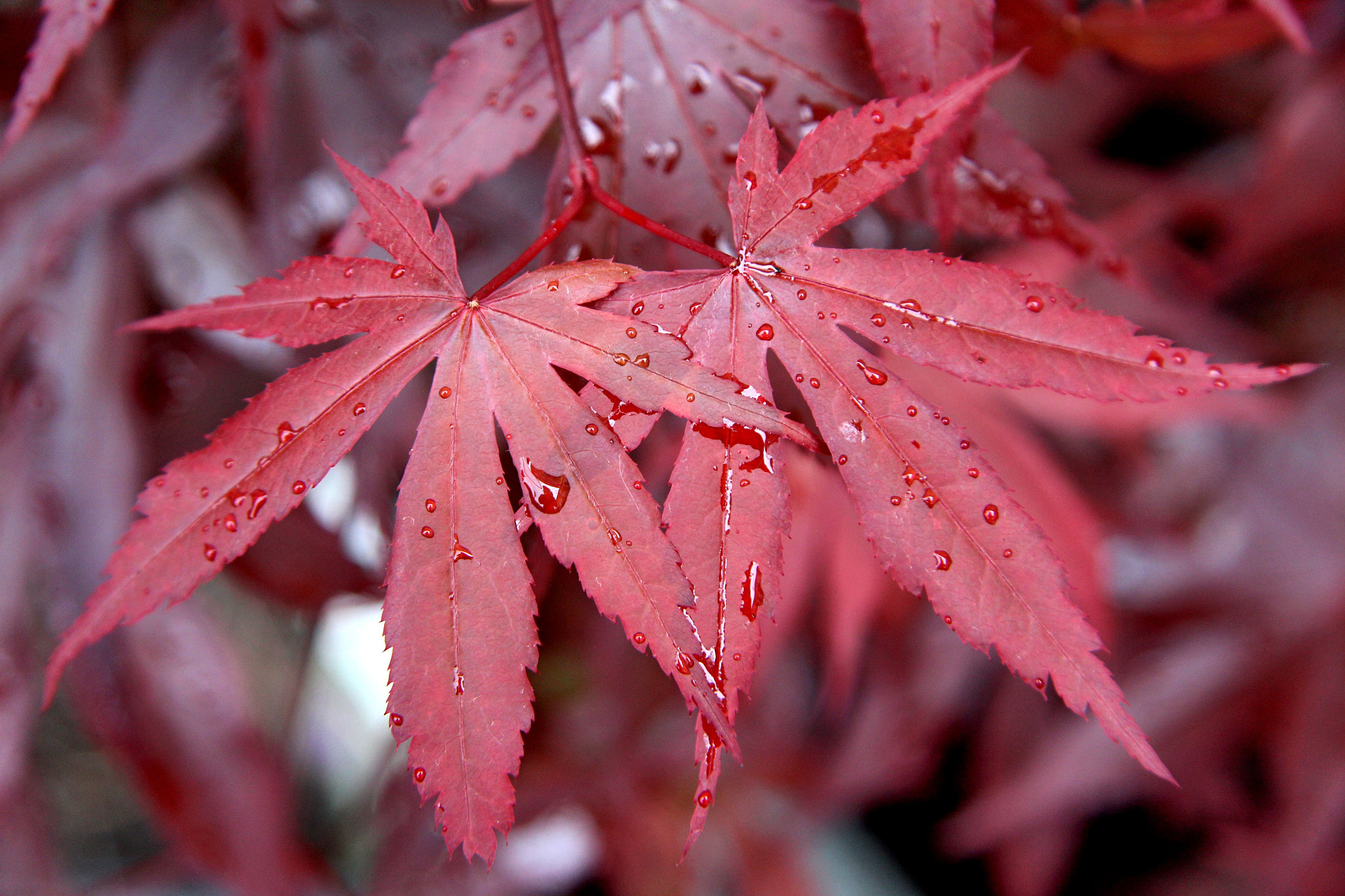 Canon EF-S 17-85mm F4-5.6 IS USM sample photo. Summer rain photography
