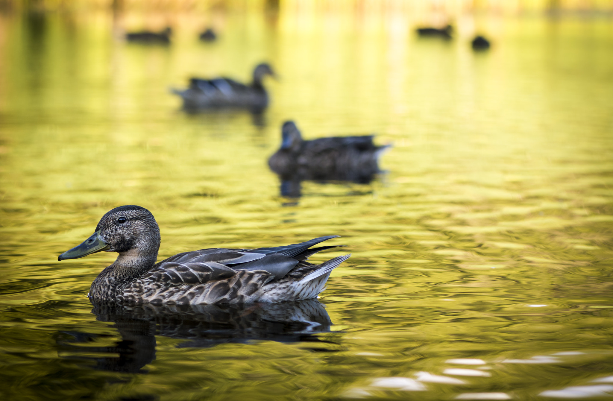 Nikon AF-S Micro-Nikkor 105mm F2.8G IF-ED VR sample photo. Ducks: serious business photography