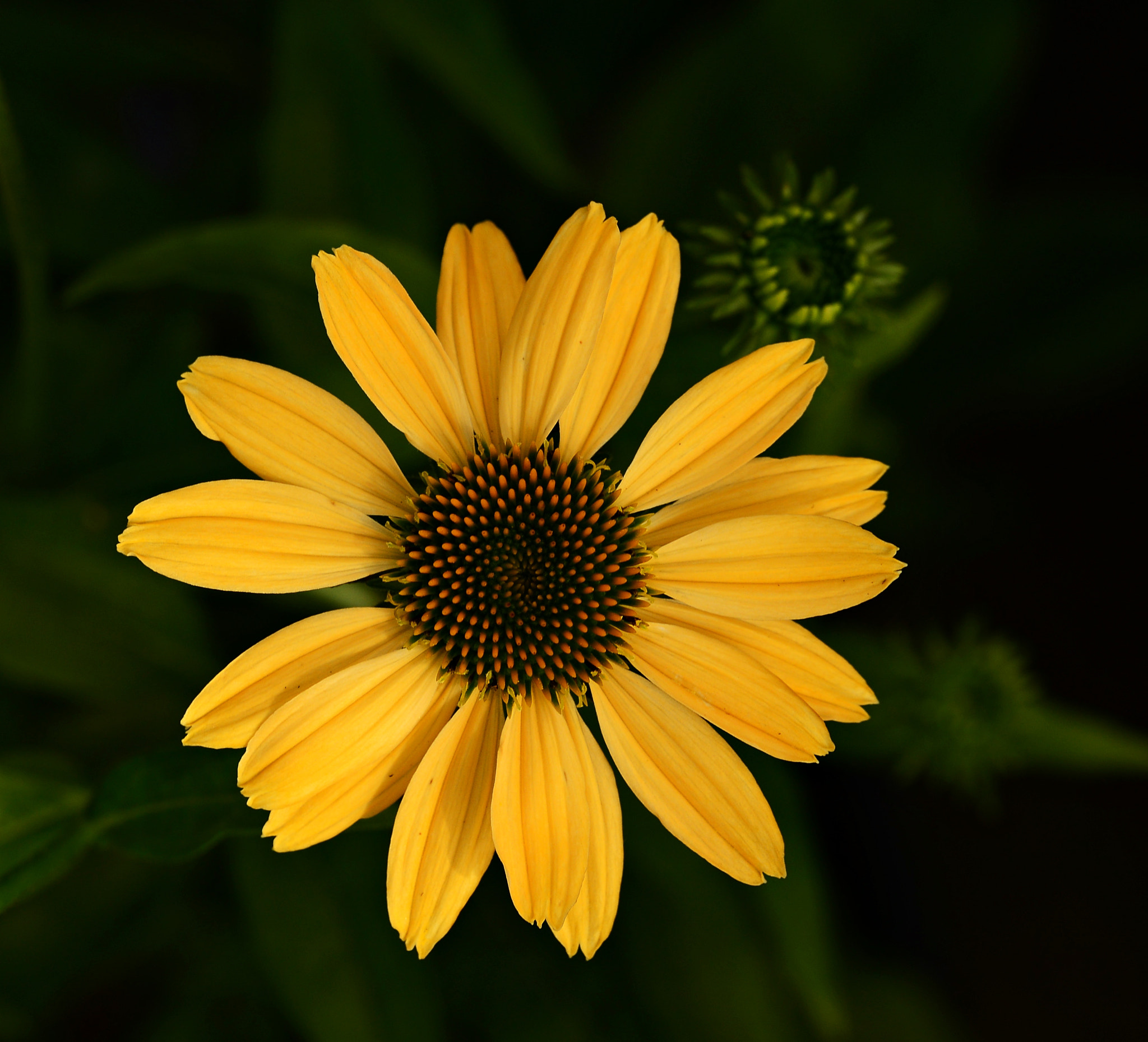 Tamron SP 70-200mm F2.8 Di VC USD sample photo. Orange daisy photography