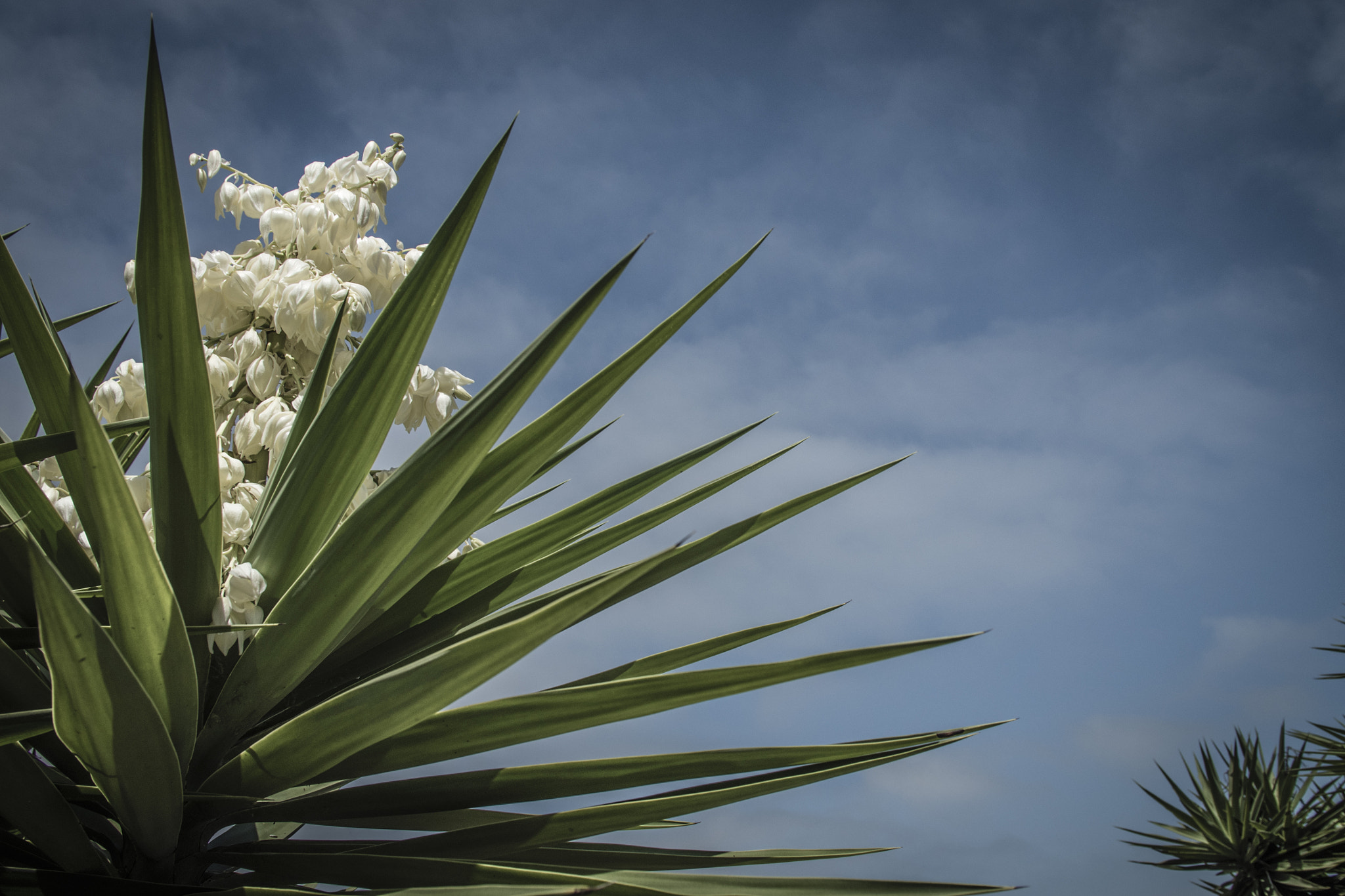 Canon EF 24-105mm F4L IS USM sample photo. Yucca gloriosa photography