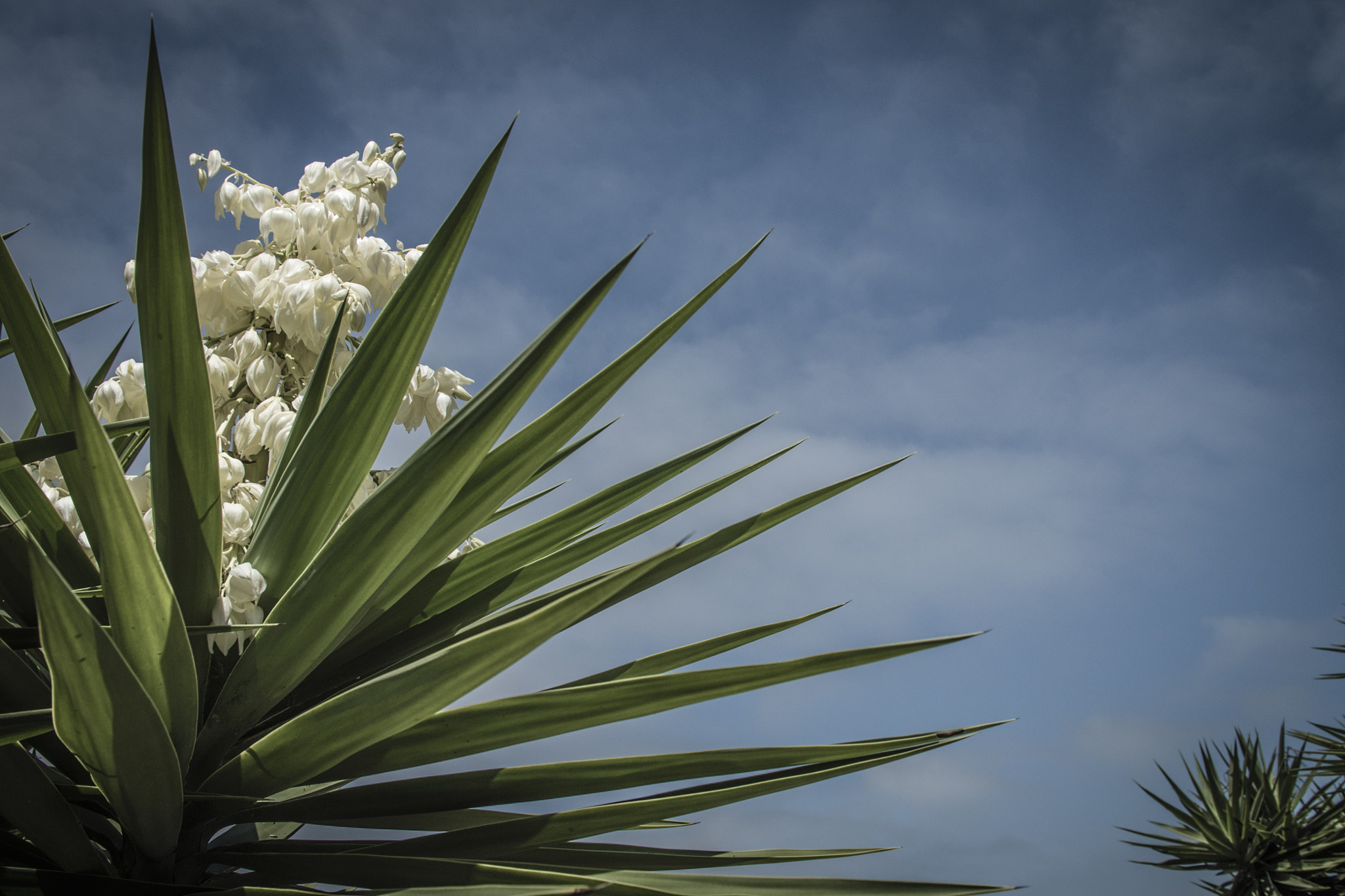 Panasonic Lumix DMC-GH4 + Canon EF 24-105mm F4L IS USM sample photo. Yucca gloriosa photography