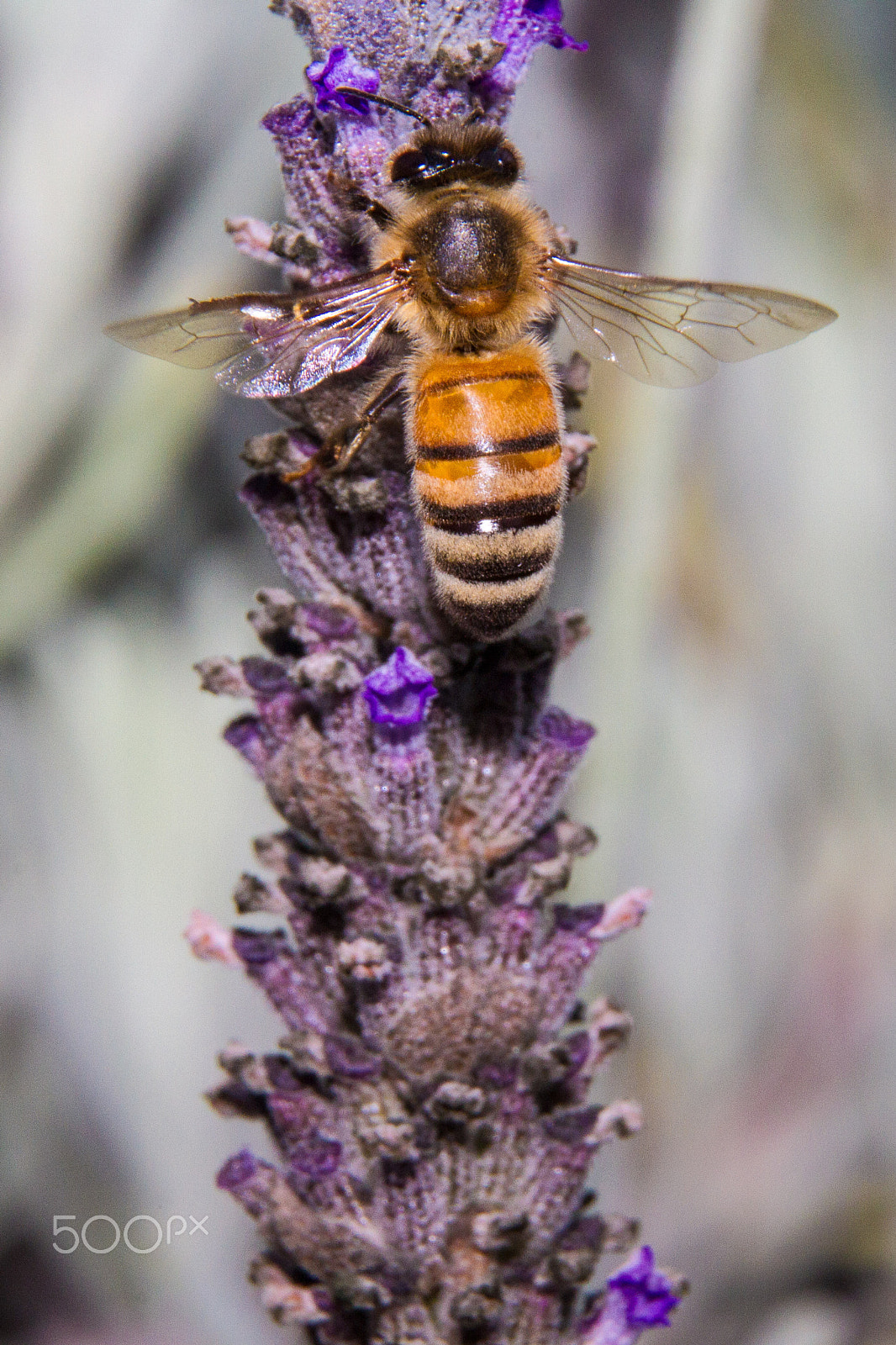 Canon EOS 7D + Tamron AF 18-250mm F3.5-6.3 Di II LD Aspherical (IF) Macro sample photo. Honey bee and lavender ii photography