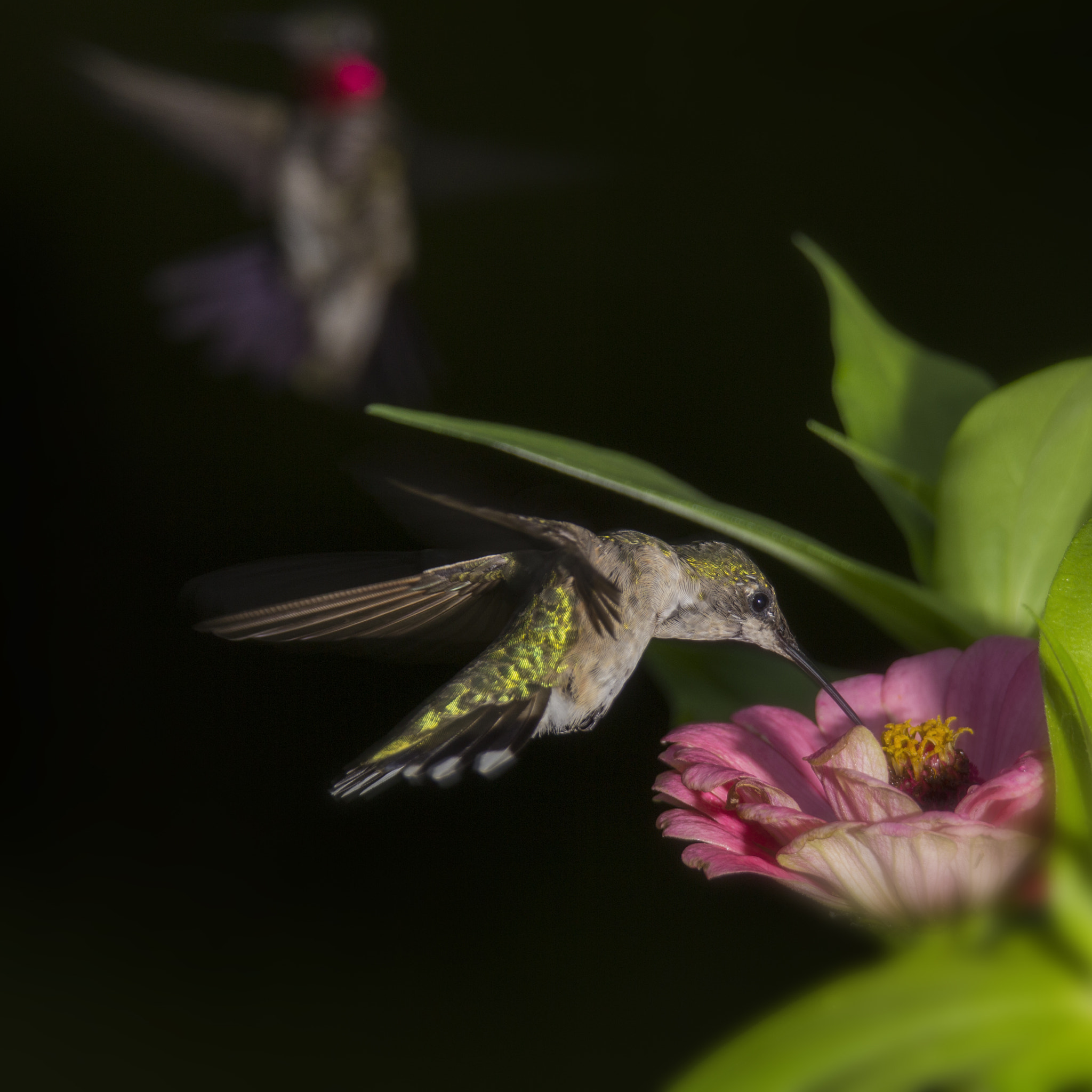 Tamron SP 150-600mm F5-6.3 Di VC USD sample photo. The lurker photography