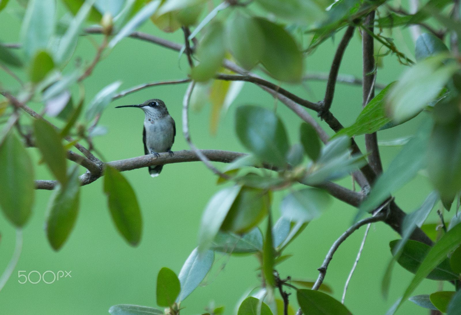 Canon EOS 6D + Canon EF 70-200mm F2.8L IS II USM sample photo. Female ruby throated hummingbird photography