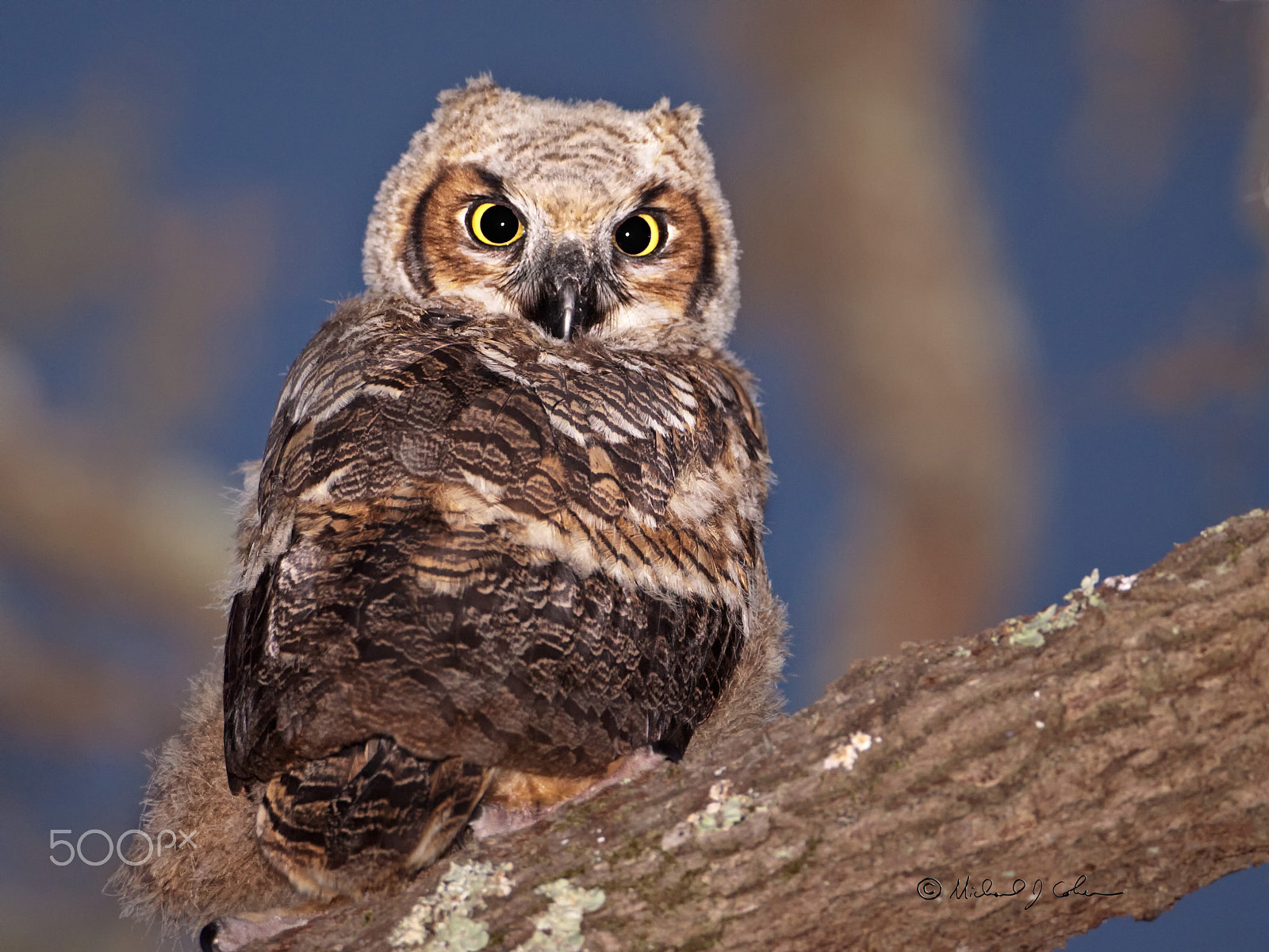 Canon EOS 50D sample photo. Great horned owl chick. photography