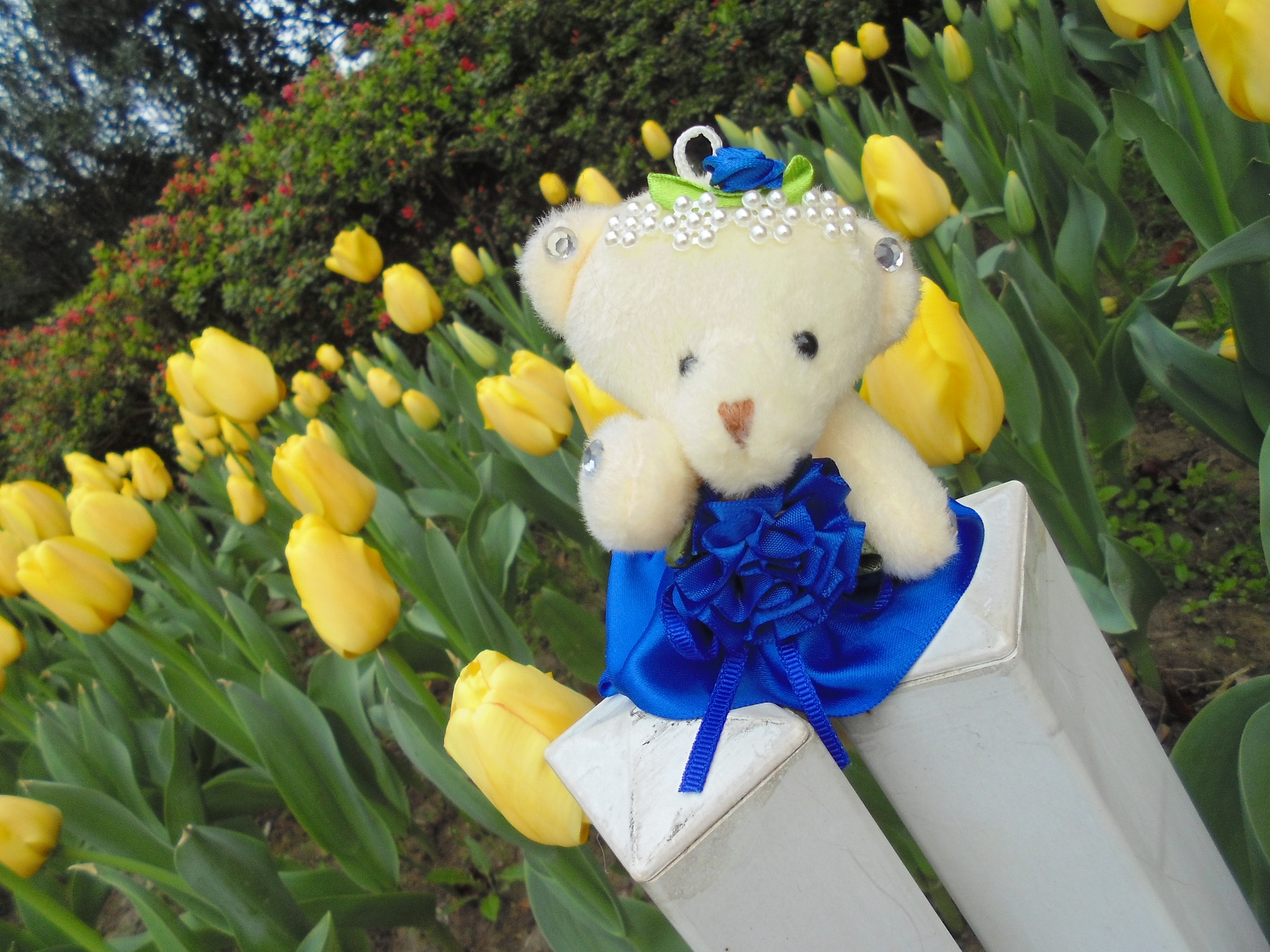 Sony DSC-W670 sample photo. Flower and bear photography