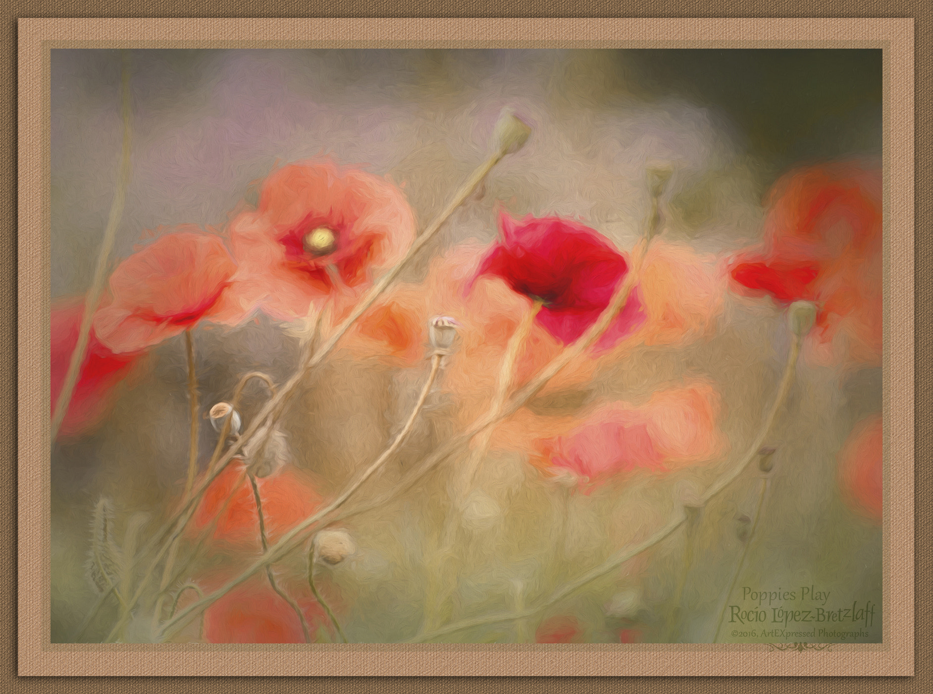 Sigma 70-300mm F4-5.6 APO DG Macro sample photo. Poppies play photography