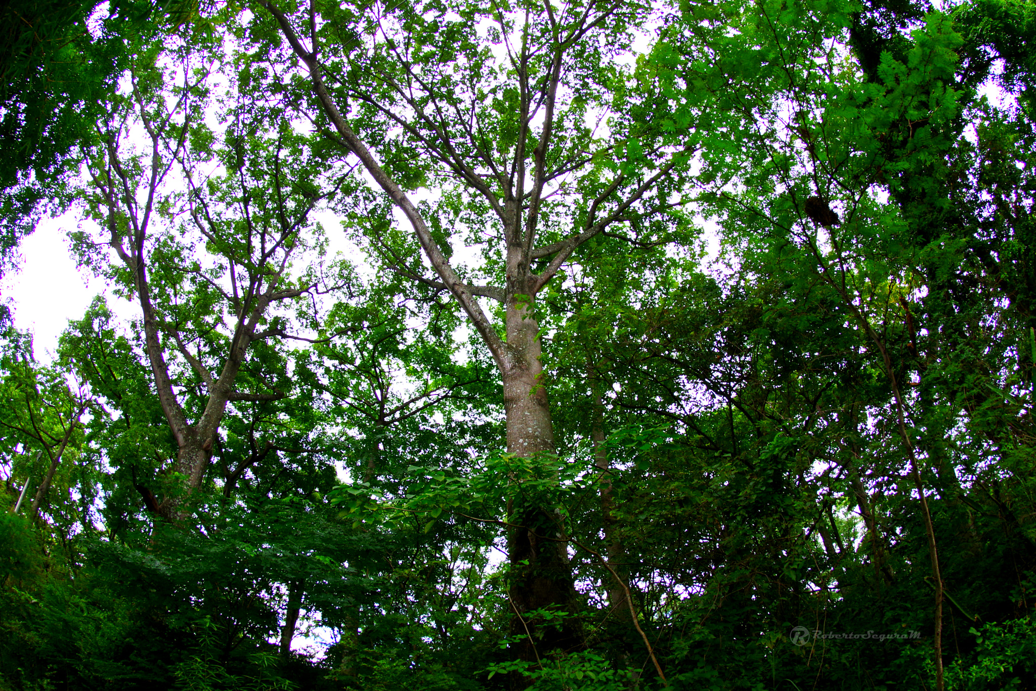 Pentax K-S2 sample photo. Into the green photography