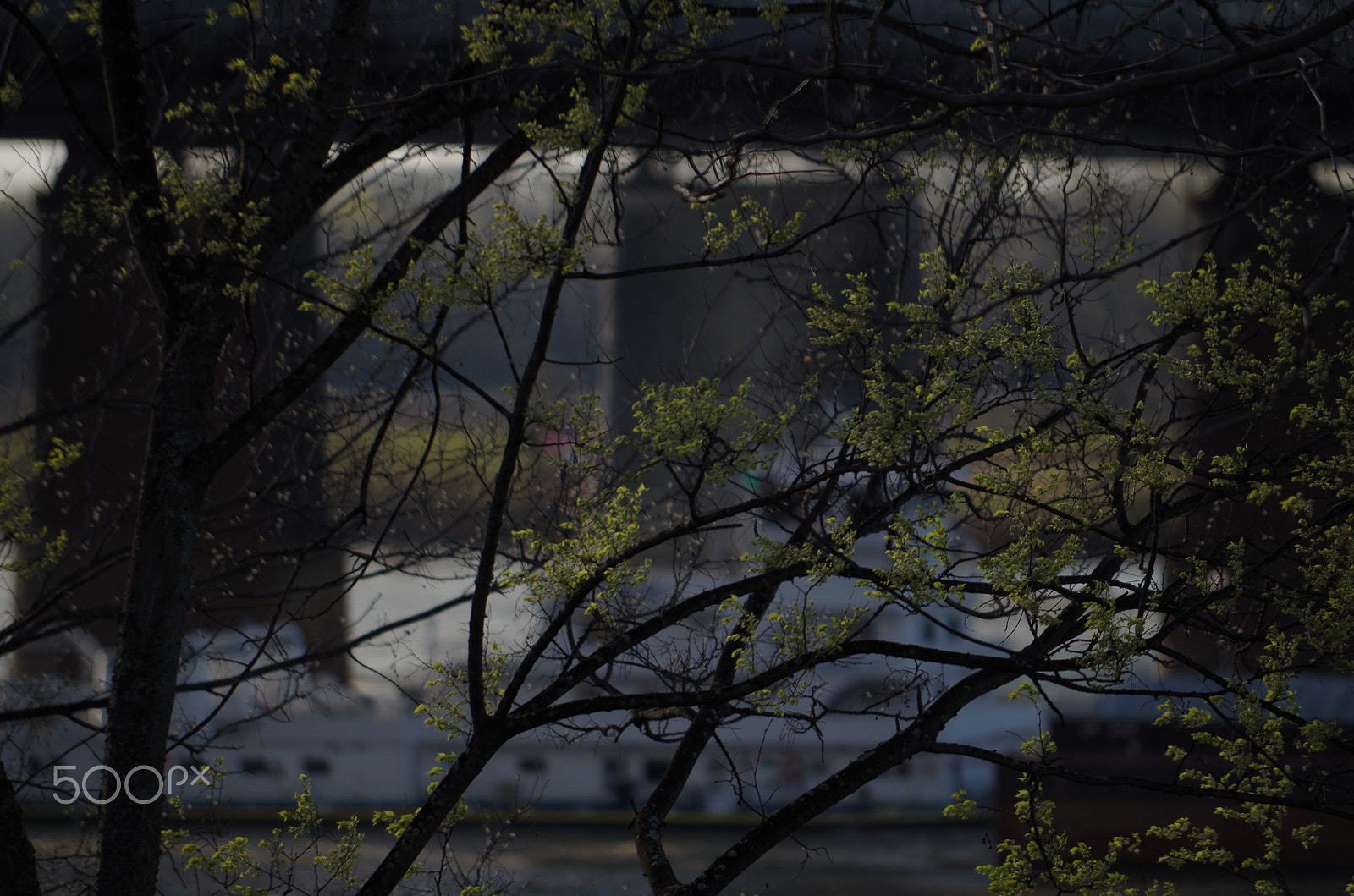 Pentax K-50 + Pentax smc DA 50-200mm F4-5.6 ED sample photo. Buds and boat photography