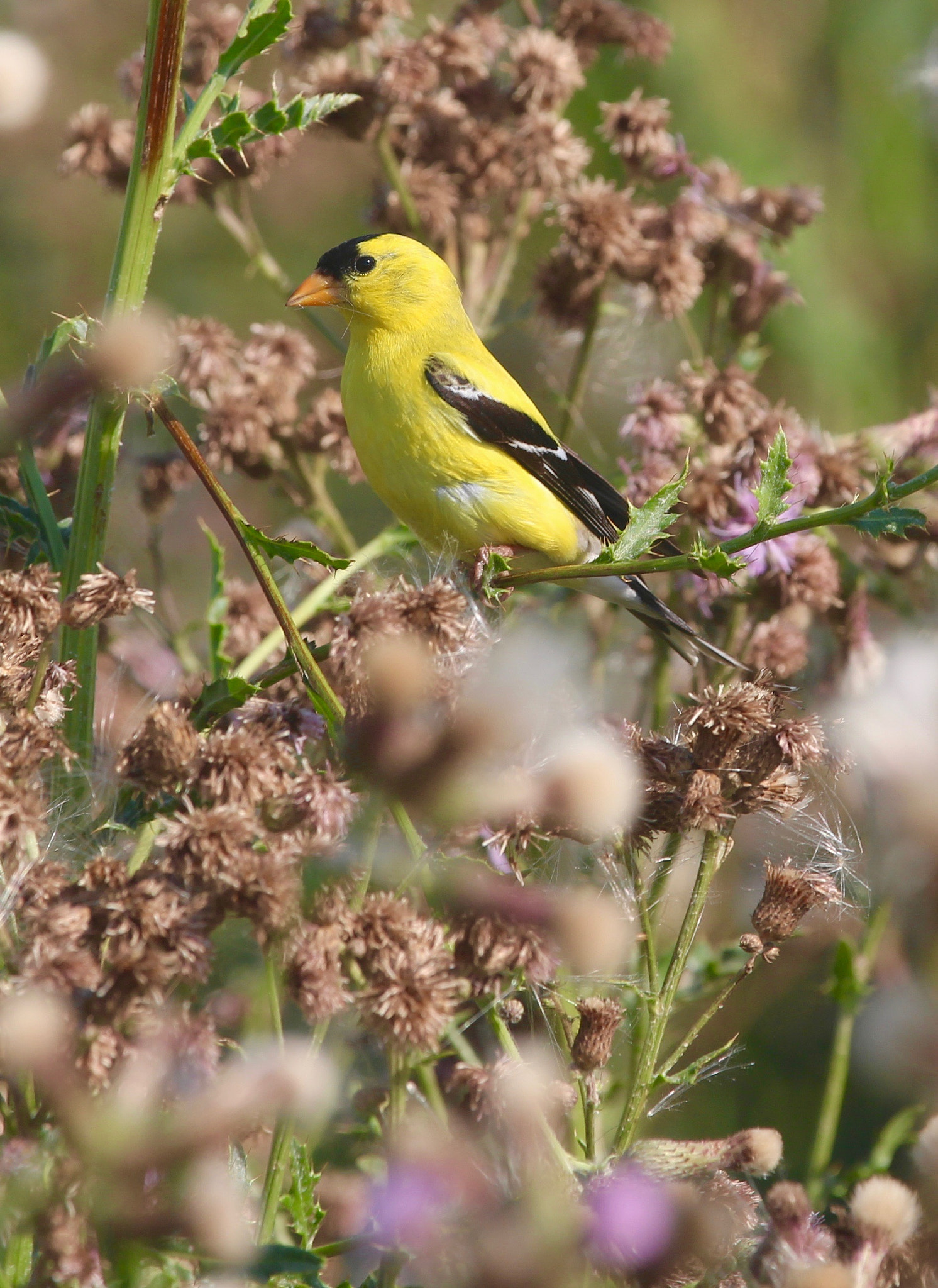 Canon EF 70-200mm F4L IS USM sample photo. Finch perch photography