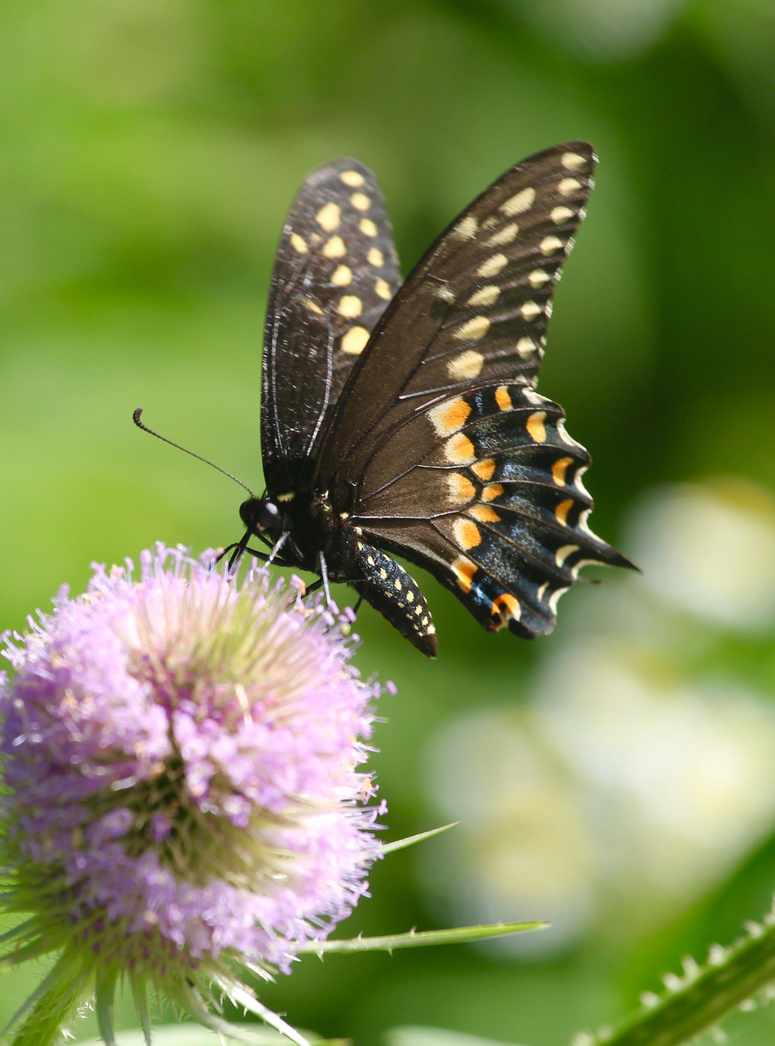 Canon EF 70-200mm F4L IS USM sample photo. Butterfly blossom photography