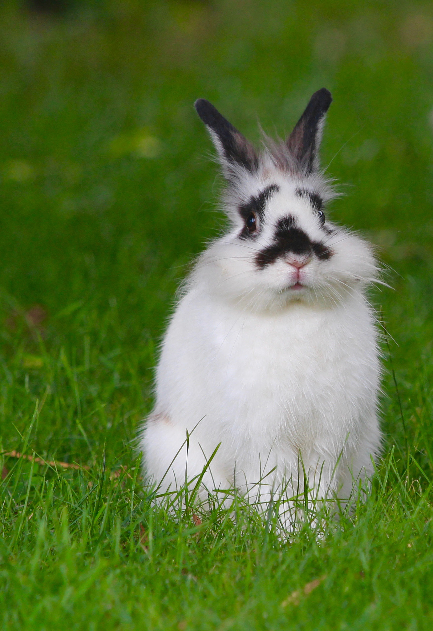 Canon EF 70-200mm F4L IS USM sample photo. Funny bunny photography