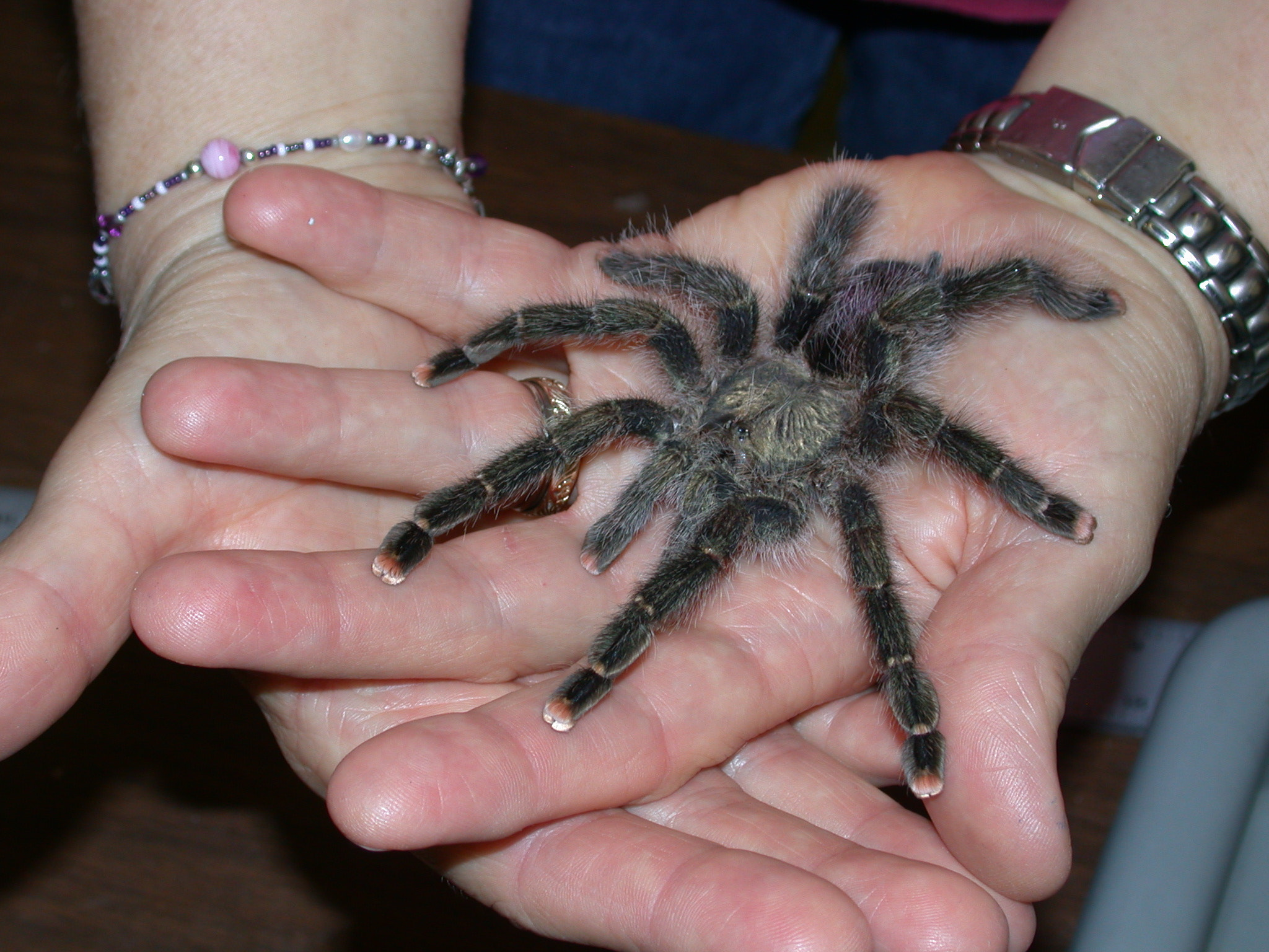 Nikon E995 sample photo. Trantula photography