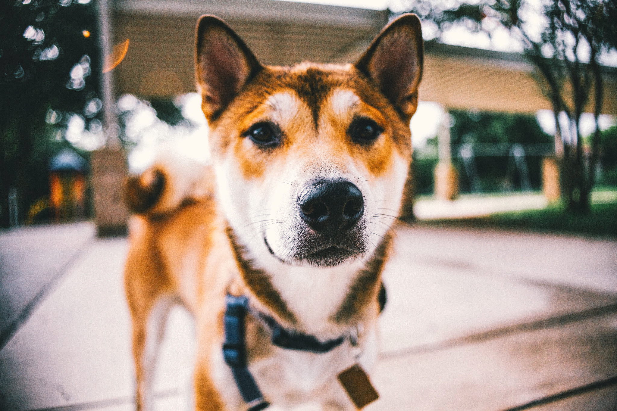 Canon EF 28-80mm f/3.5-5.6 USM IV sample photo. Shiro photography
