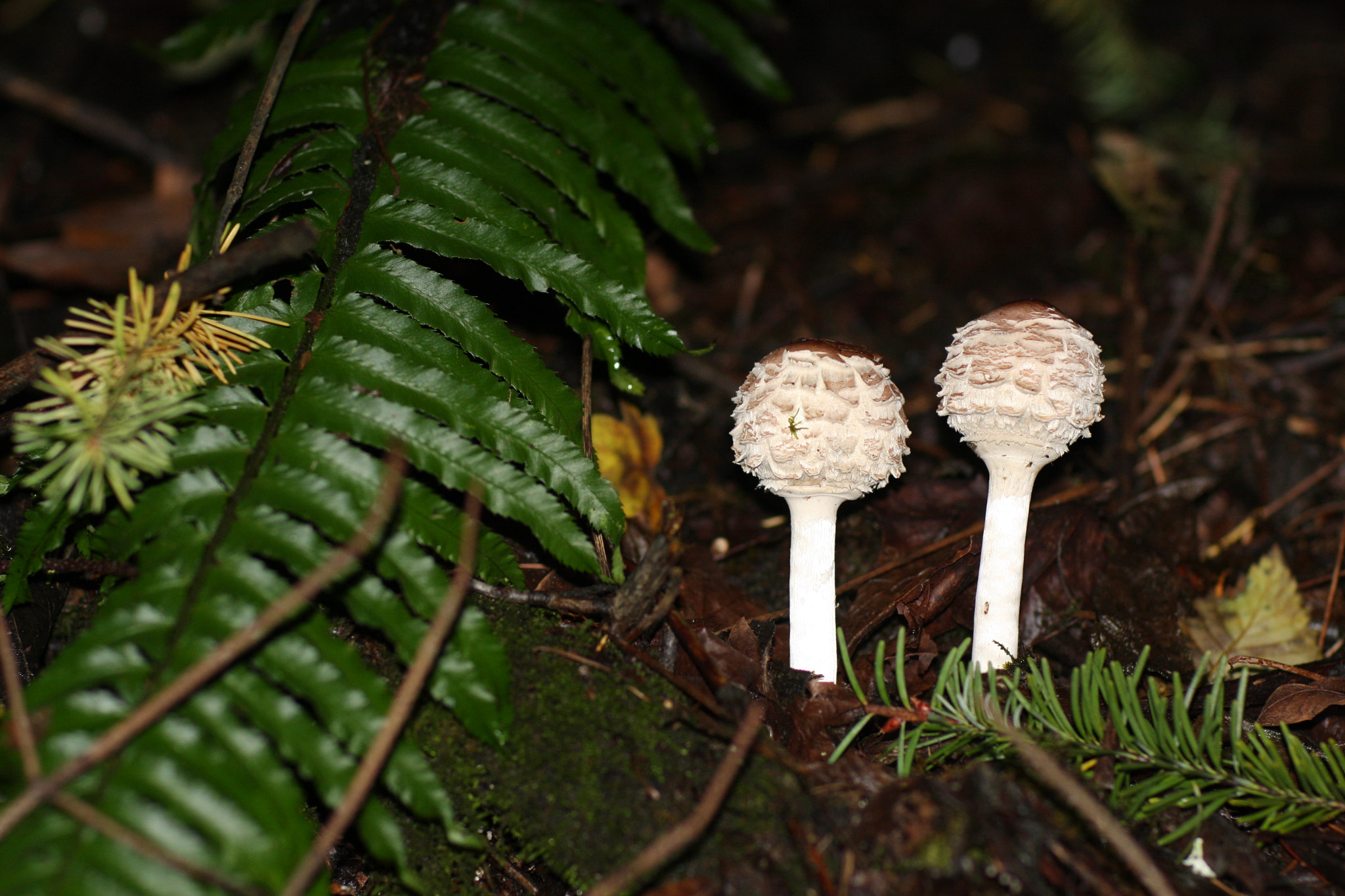 Canon EOS 40D sample photo. Parasol mushroom_yum photography