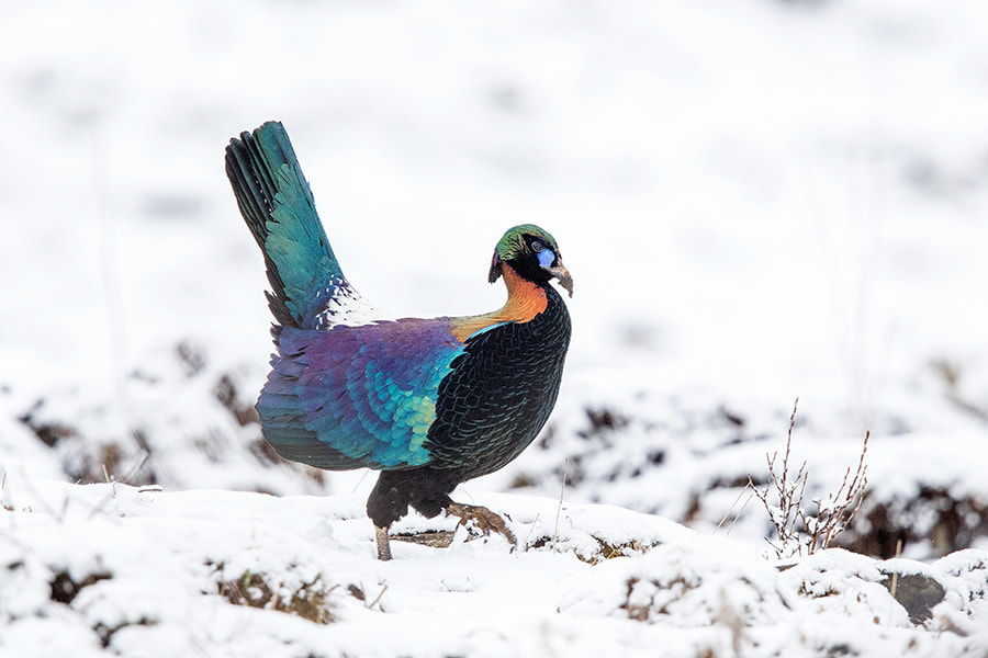 Canon EOS 5DS R + Canon EF 600mm F4L IS II USM sample photo. Chinese monal pheasant photography