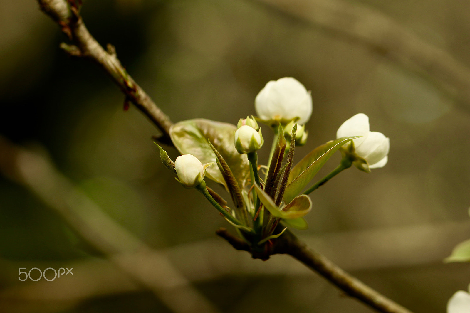 Canon EF 100mm F2.8L Macro IS USM sample photo. Pears on the way photography