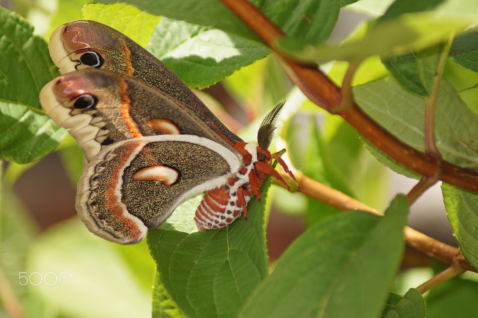 Sony SLT-A37 + Sony 75-300mm F4.5-5.6 sample photo. Cecropia moth photography