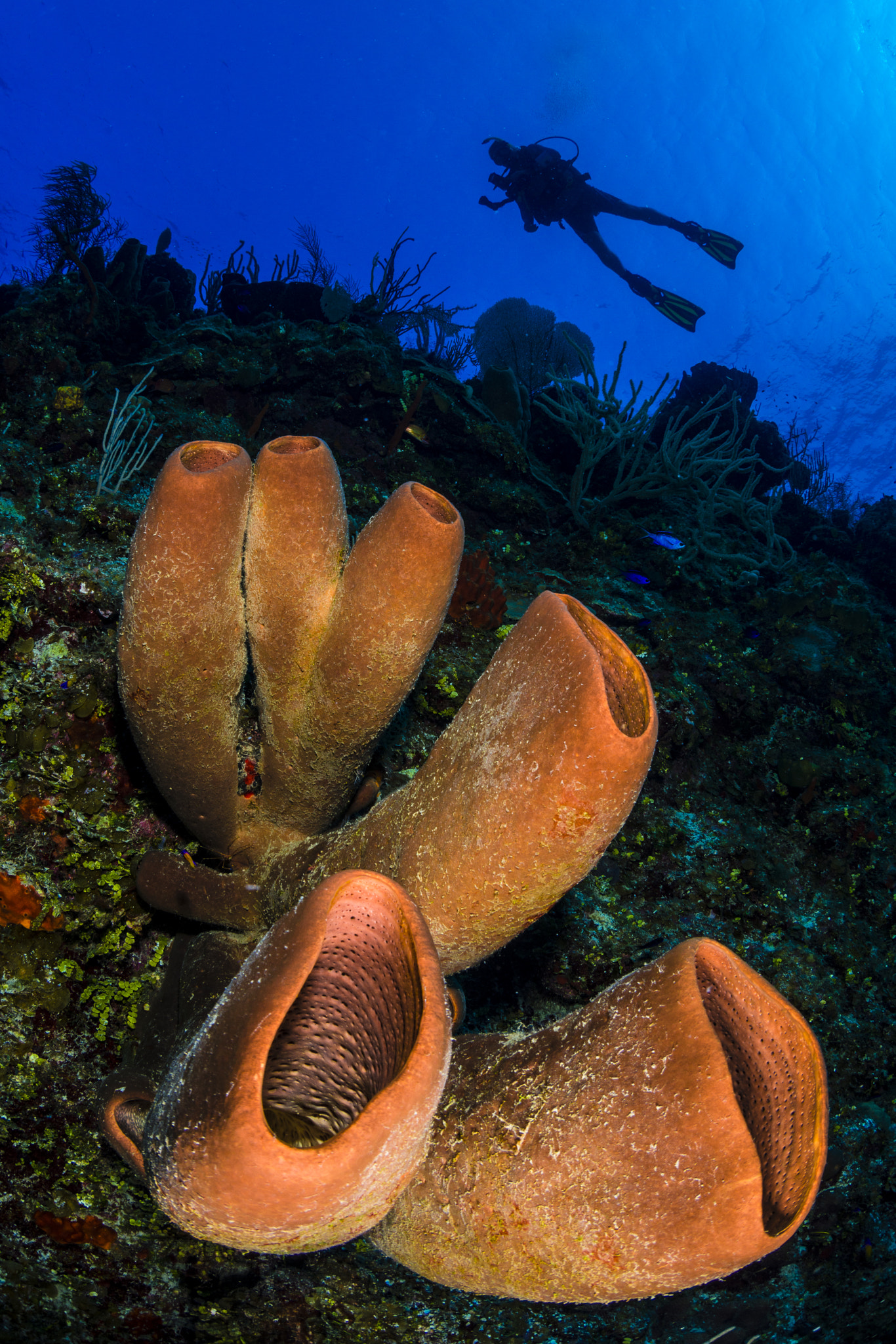 Nikon D800 + Sigma 15mm F2.8 EX DG Diagonal Fisheye sample photo. Diver photography