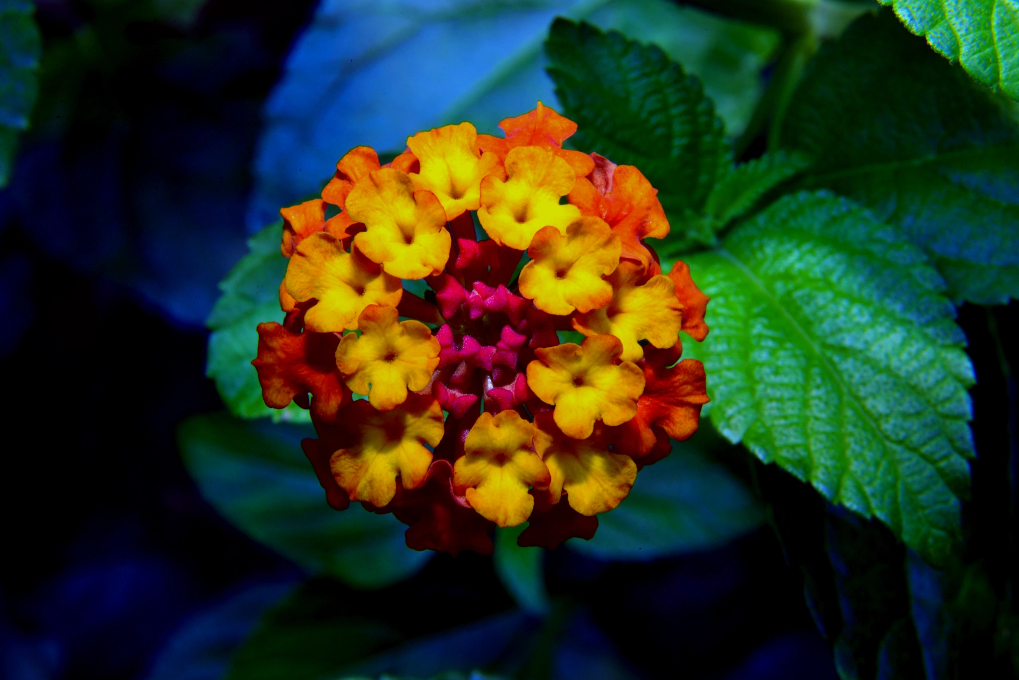 Nikon D610 + Zeiss Milvus 85mm f/1.4 sample photo. Texas lantana photography