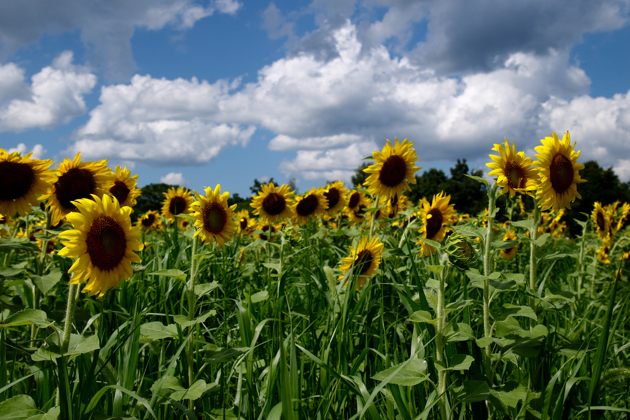 Canon EOS 760D (EOS Rebel T6s / EOS 8000D) sample photo. Sunflower field photography