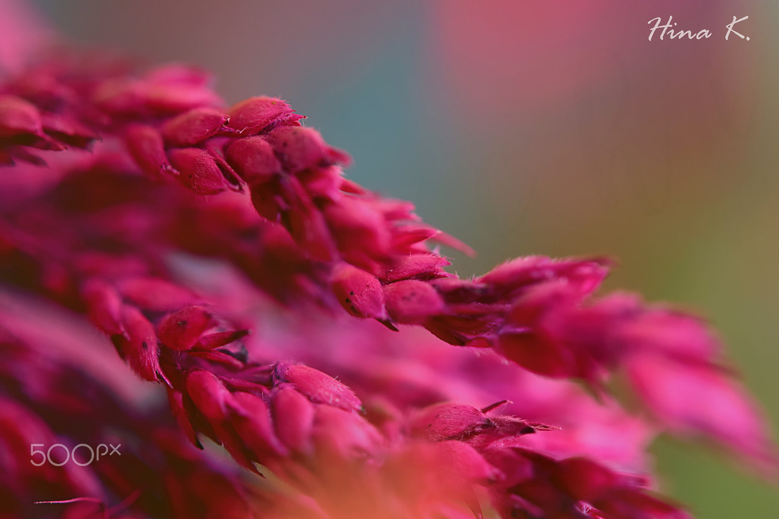 Nikon AF-S Micro-Nikkor 60mm F2.8G ED sample photo. Deep photography