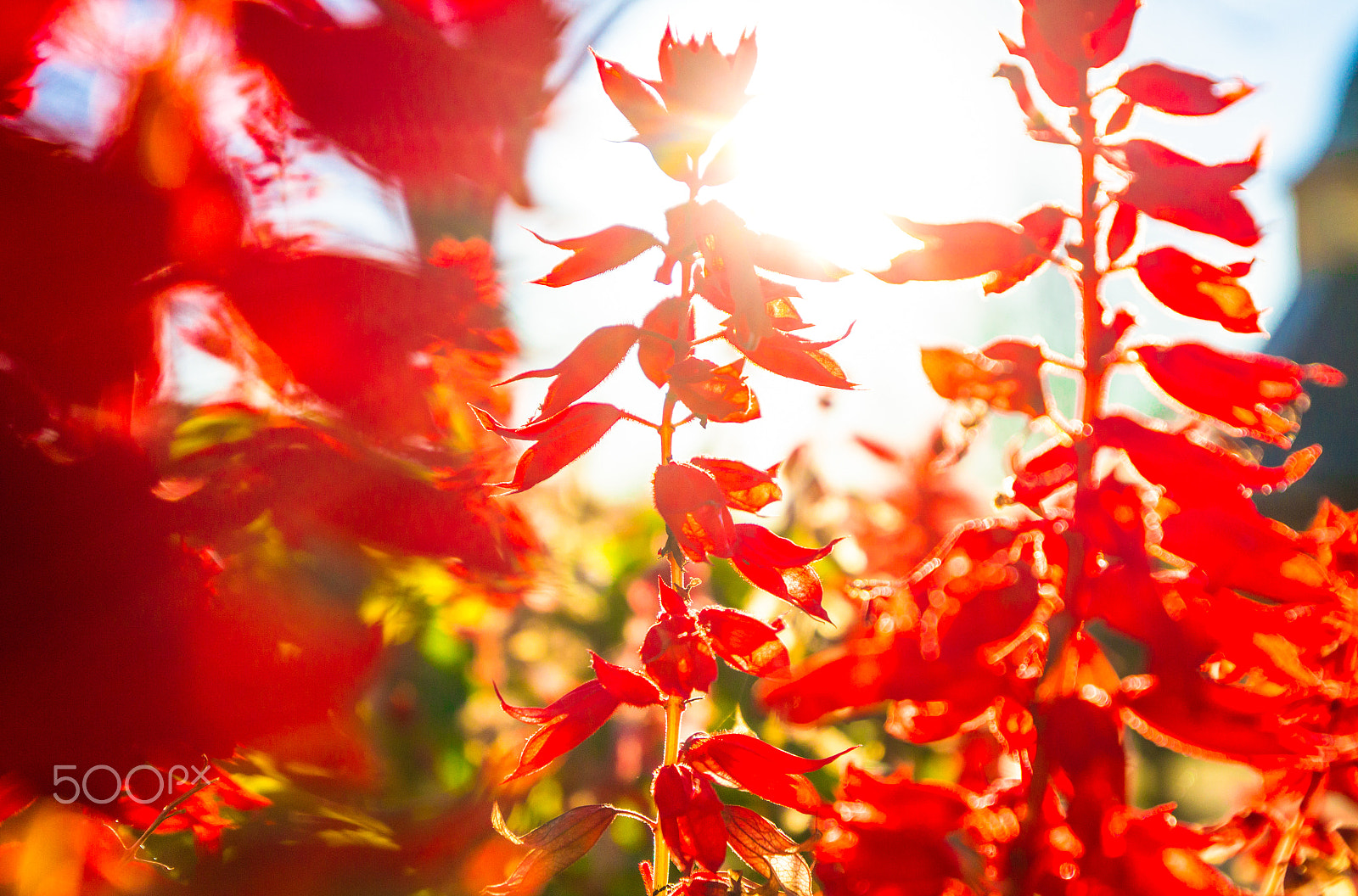 Canon EOS 7D + Canon EF 16-35mm F4L IS USM sample photo. Red flowers in the garden in sun photography