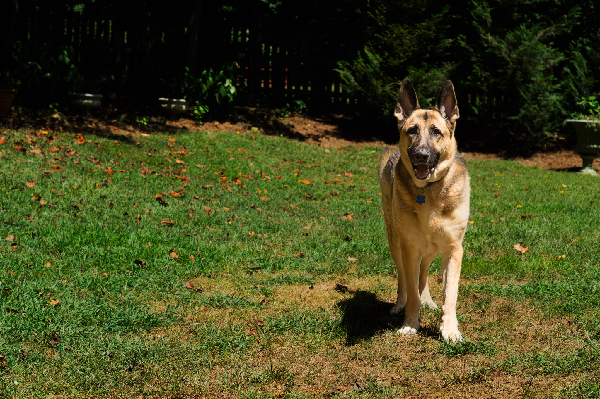 Sony ILCA-77M2 + Sony DT 50mm F1.8 SAM sample photo. Cloud, the handsome german shepherd photography