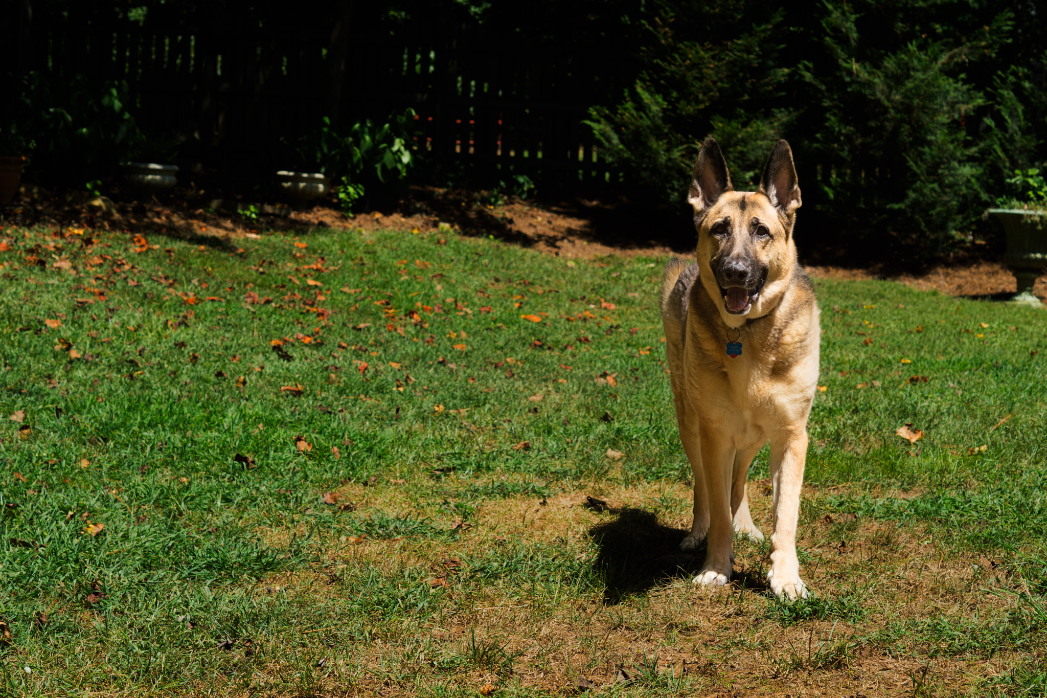 Sony ILCA-77M2 sample photo. Cloud, the handsome german shepherd photography