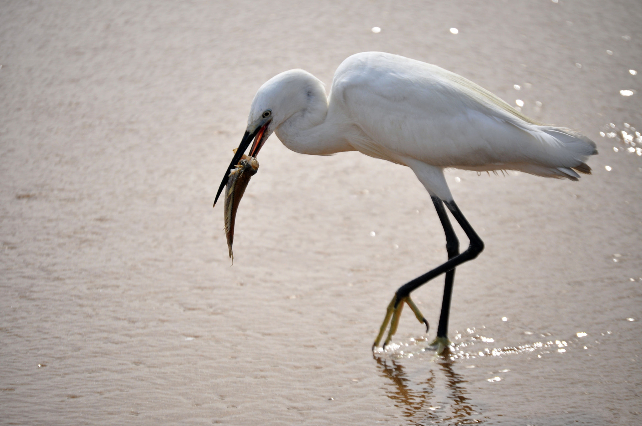 Nikon D5000 sample photo. Catch of the day photography