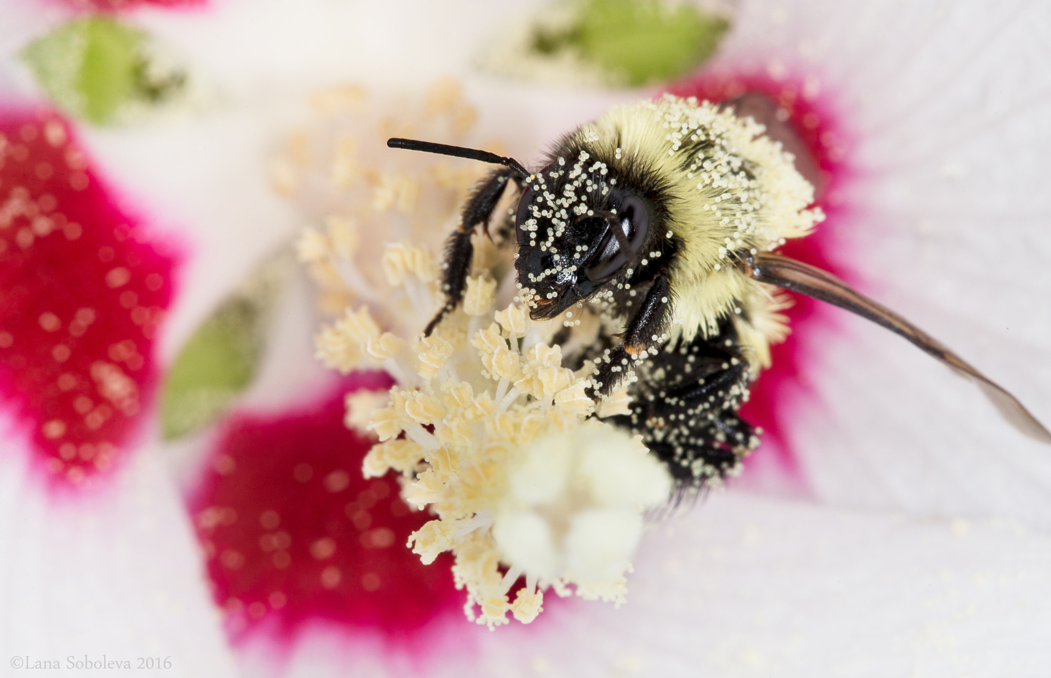 Canon EF 100mm F2.8L Macro IS USM sample photo. Greedy bee photography