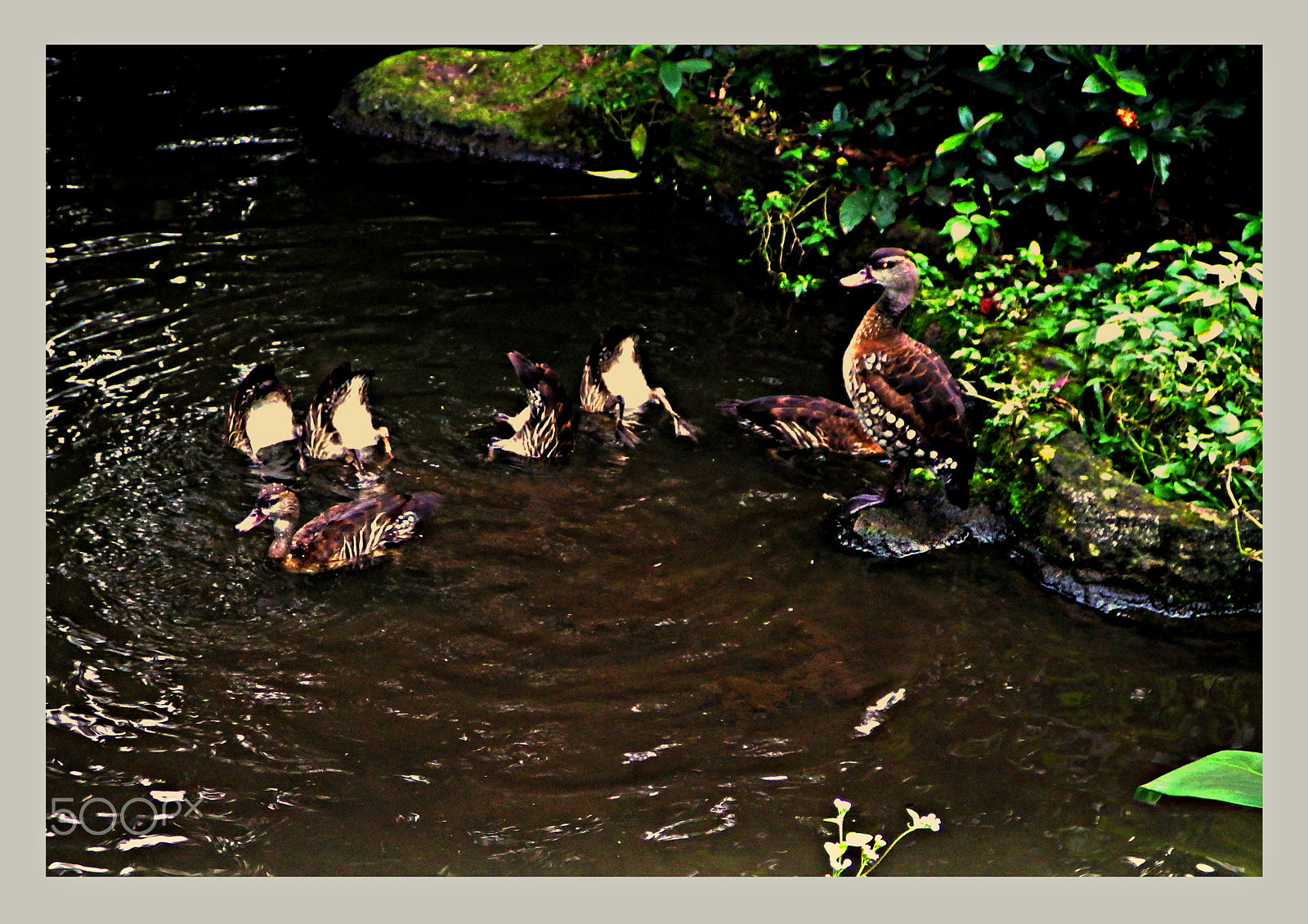 Ricoh WG-4 sample photo. Dancing on water photography