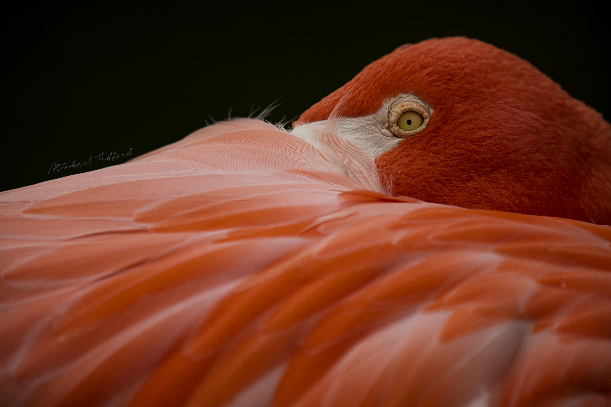 Canon EF 70-200mm F2.8L IS II USM sample photo. Flingo photography