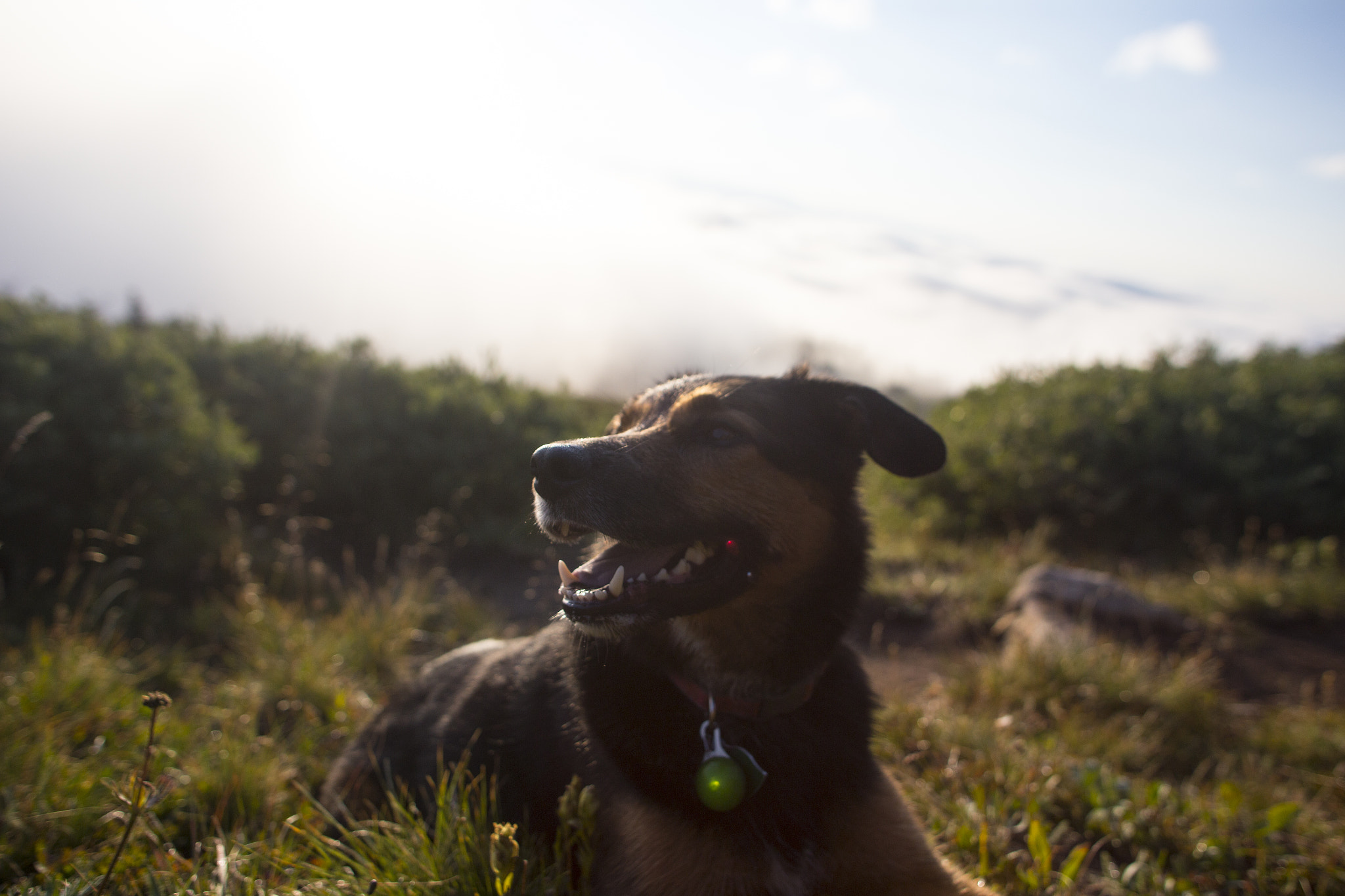 Canon EOS 6D + Sigma 24mm f/1.8 DG Macro EX sample photo. Bentley on massive... again photography