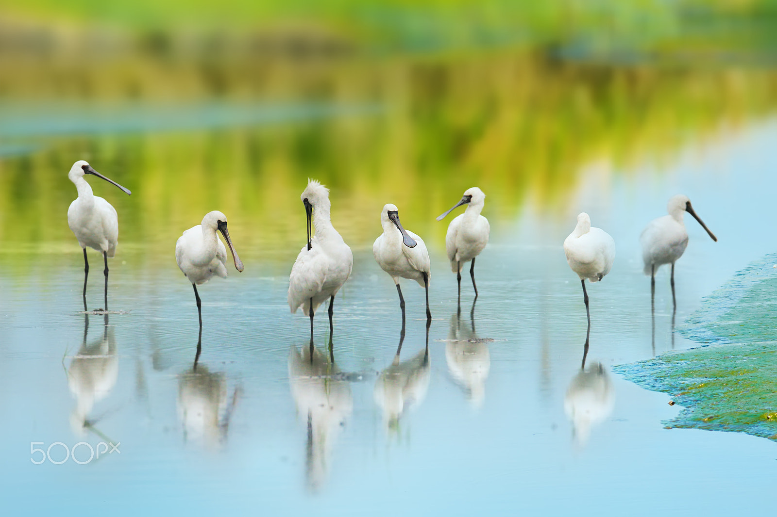 Canon EF 300mm F2.8L IS USM sample photo. Black-faced spoonbill photography