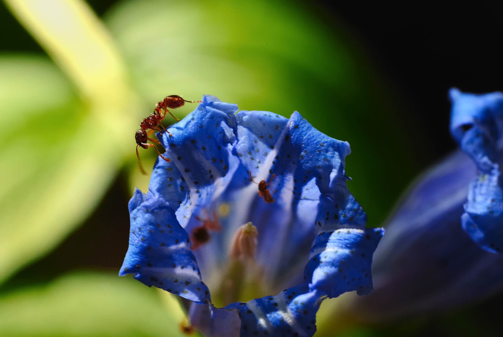 Sigma 105mm F2.8 EX DG OS HSM sample photo. Untitled photography