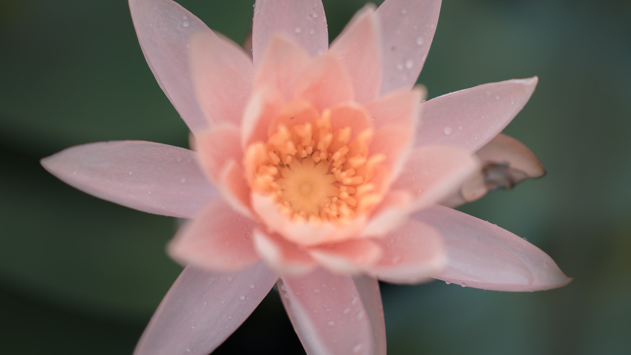Sony Sonnar T* 135mm F1.8 ZA sample photo. Lotus photography