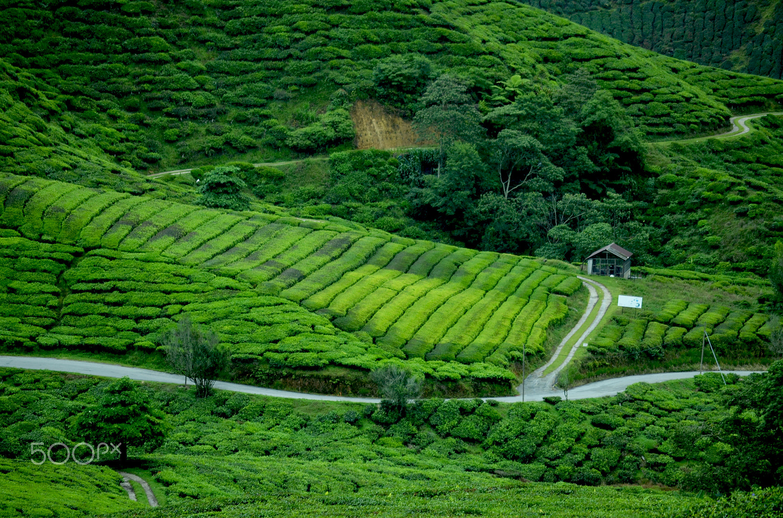 Nikon D5100 + Sigma 50mm F1.4 EX DG HSM sample photo. Cameron highland photography