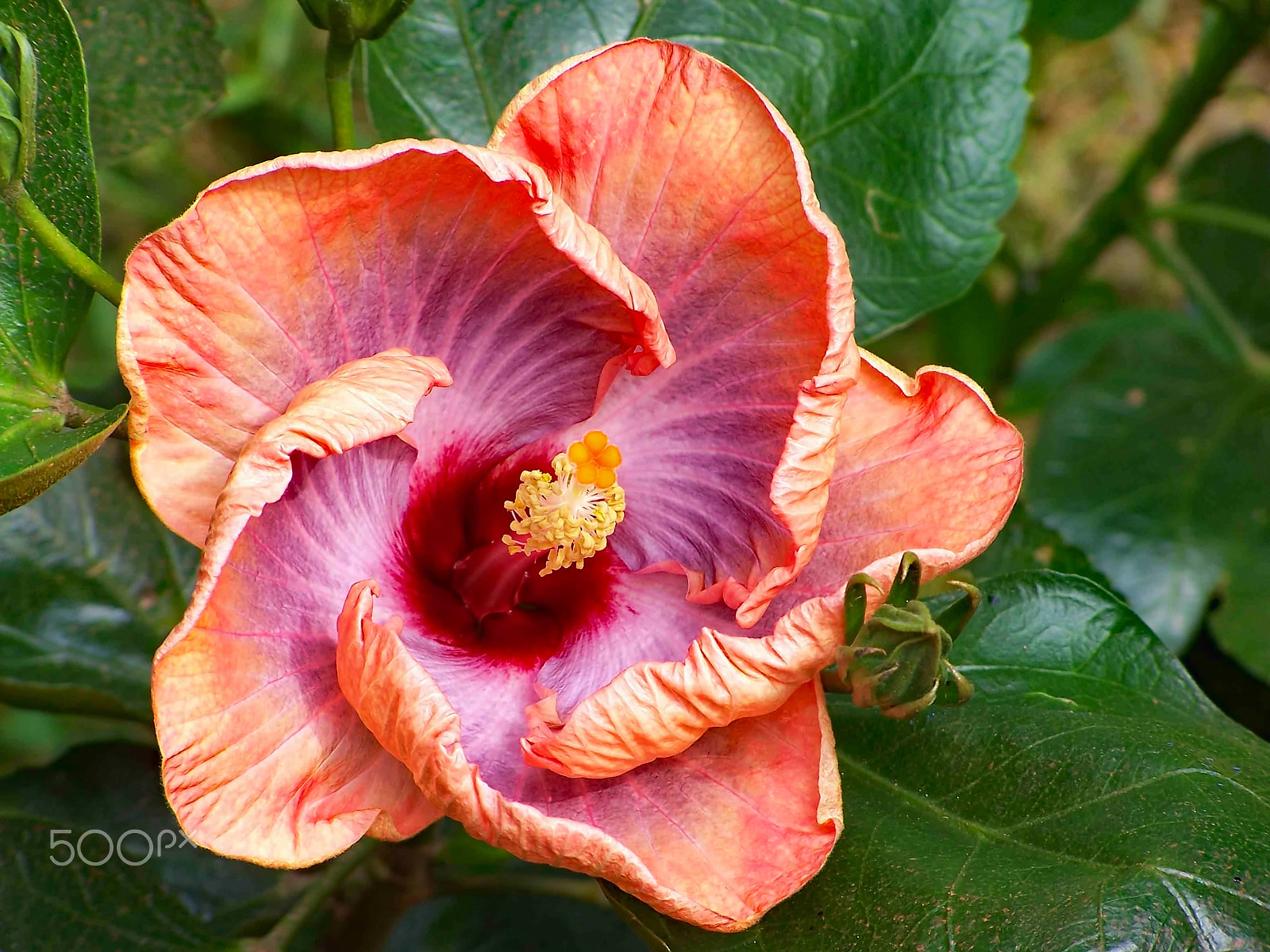 Kodak DX7590 ZOOM DIGITAL CAMERA sample photo. Regal hibiscus photography