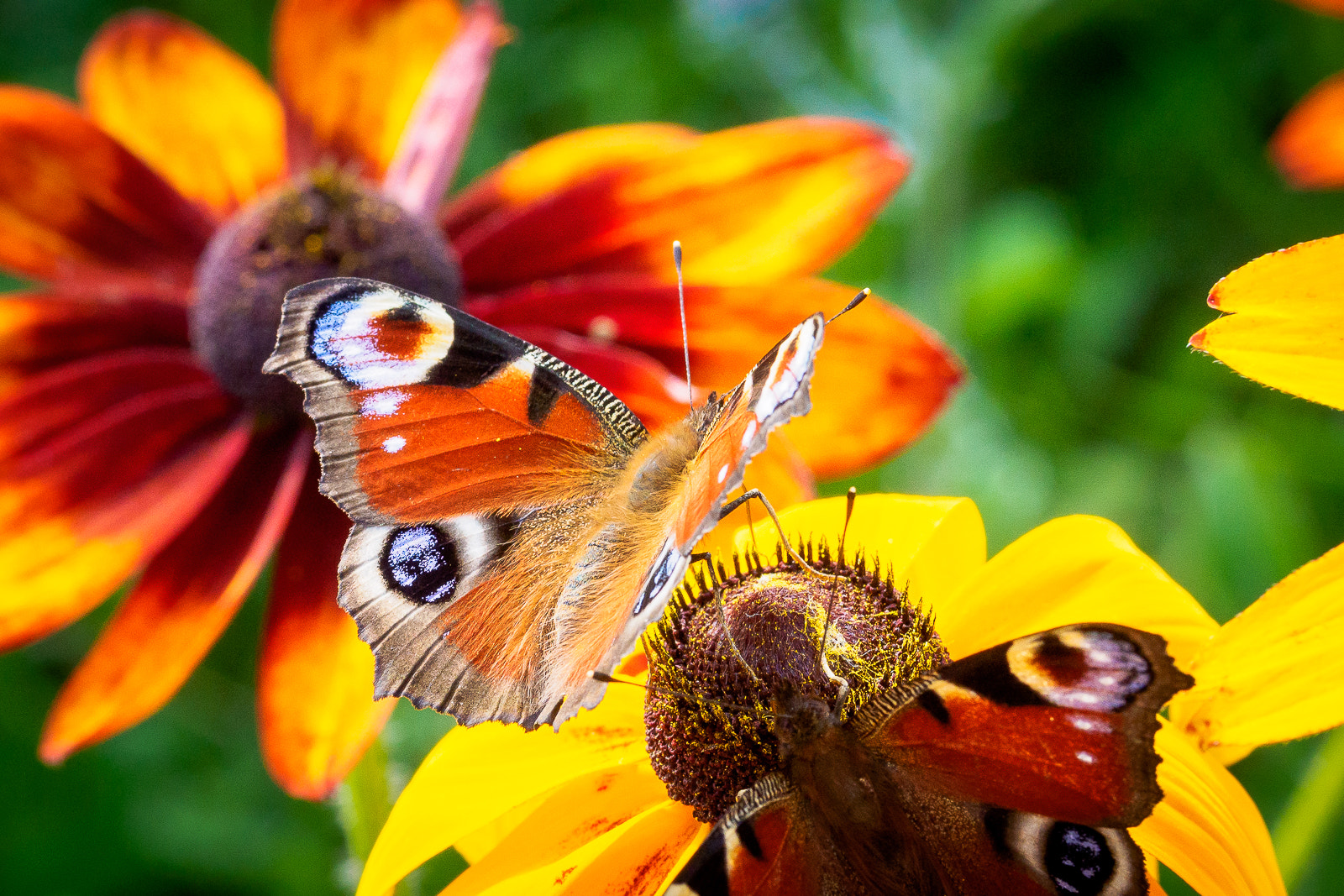 Olympus OM-D E-M10 + Sigma 60mm F2.8 DN Art sample photo. Butterflies photography