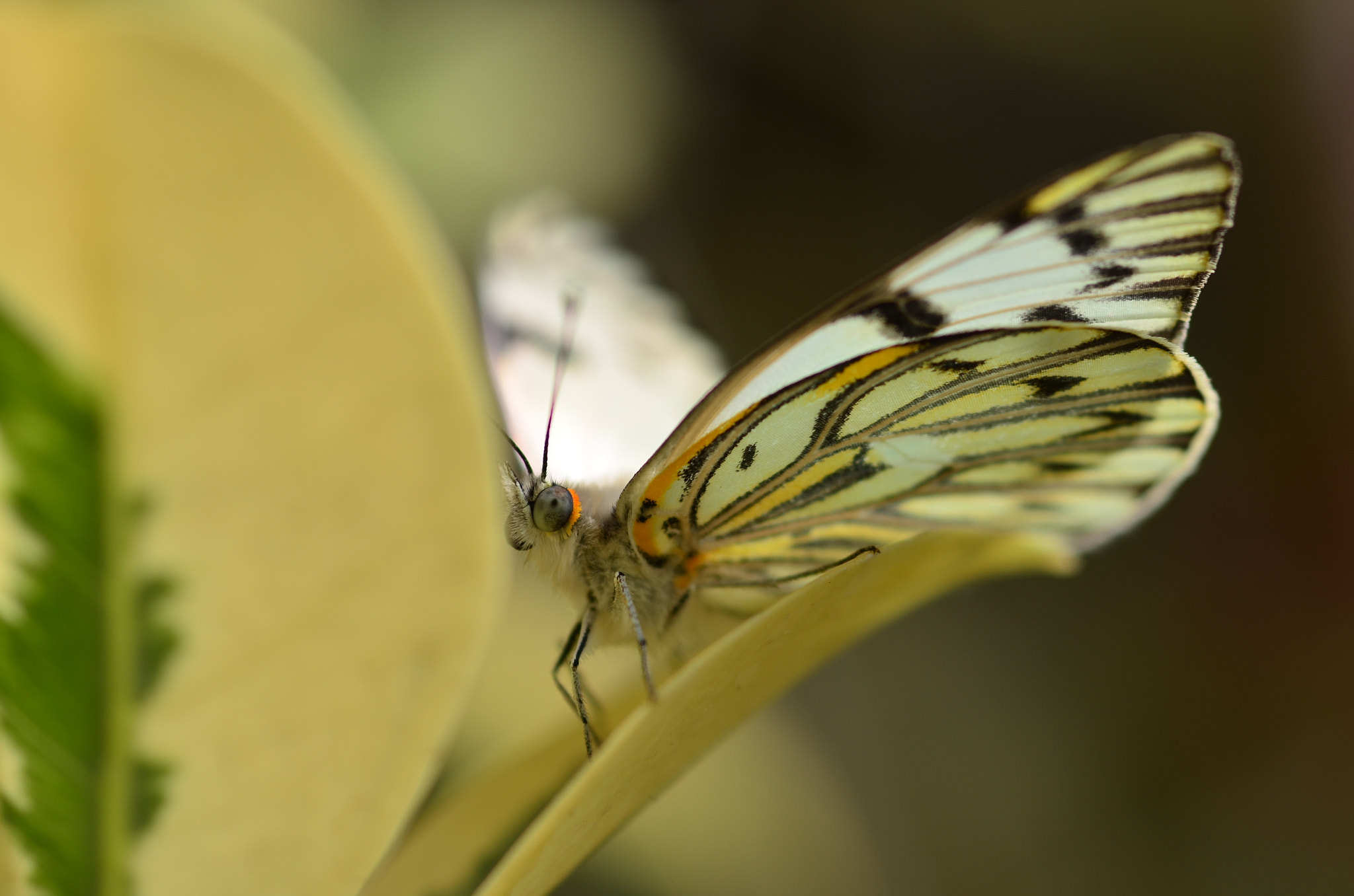 Nikon D5100 + Sigma 105mm F2.8 EX DG Macro sample photo. Butterfly photography