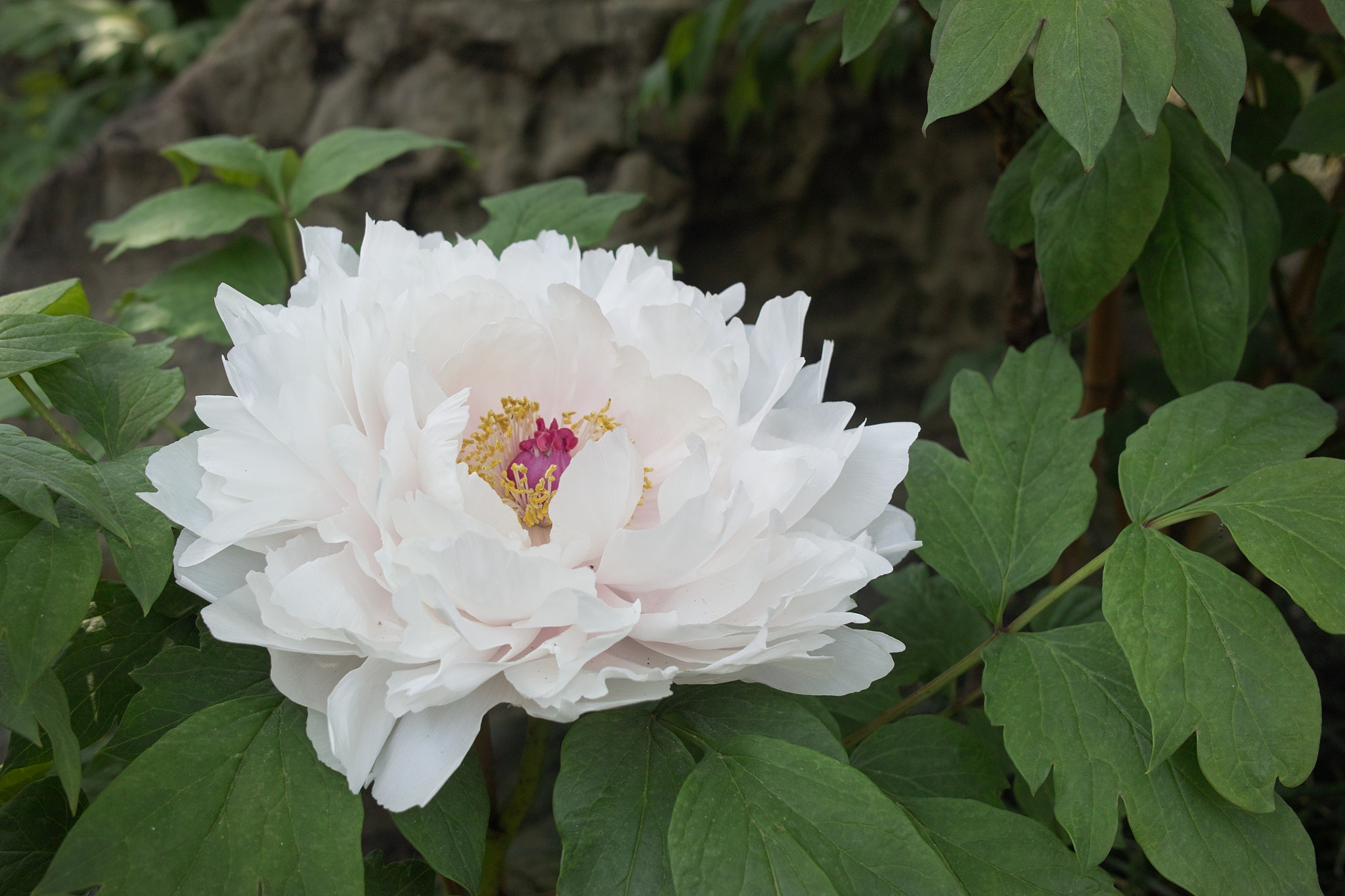 Sigma DP2x sample photo. A peony flower  芍薬　 photography