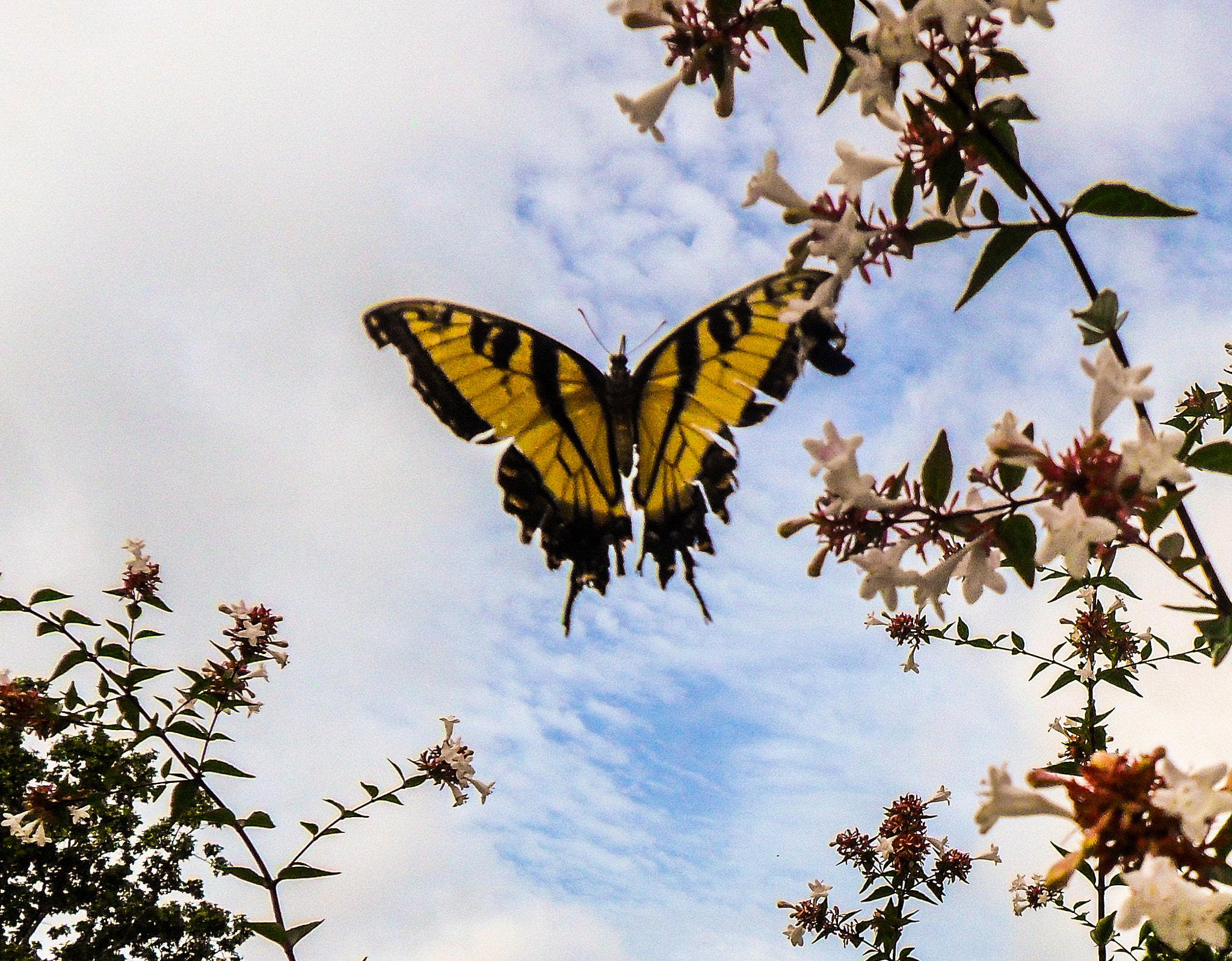 Samsung ES70, ES71 / VLUU ES70, ES71 /  SL600 sample photo. Butterflies sometimes photography