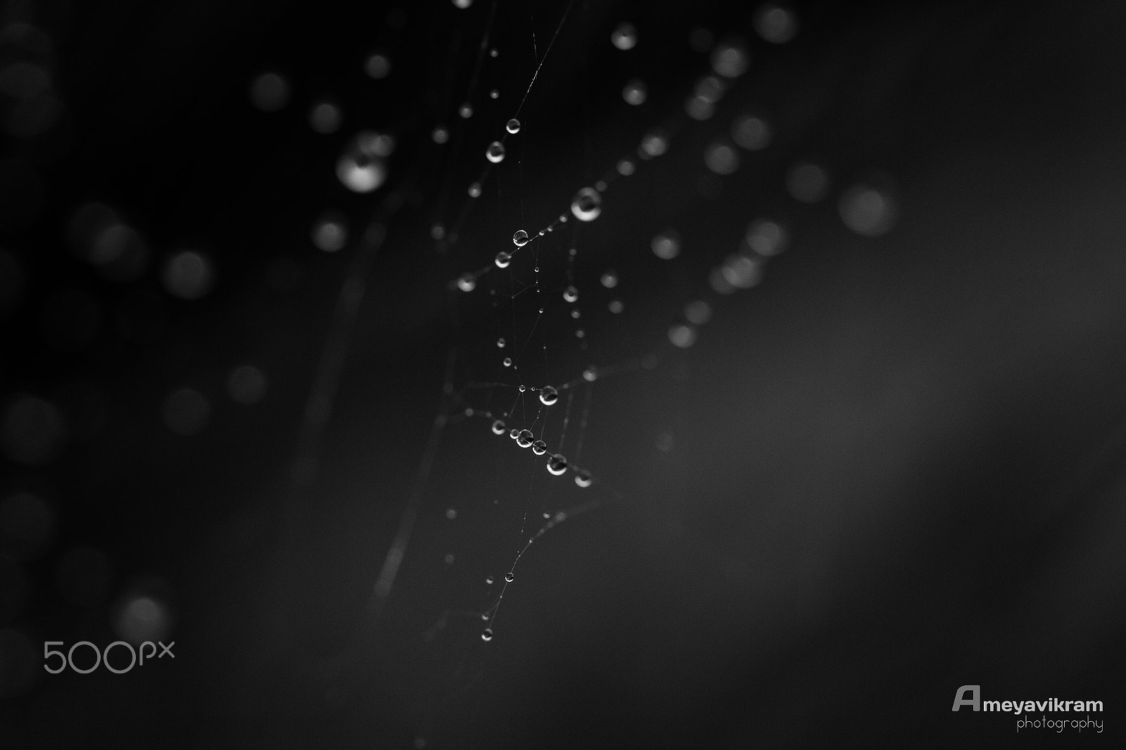 Canon EF 100mm F2.8 Macro USM sample photo. Just drops photography