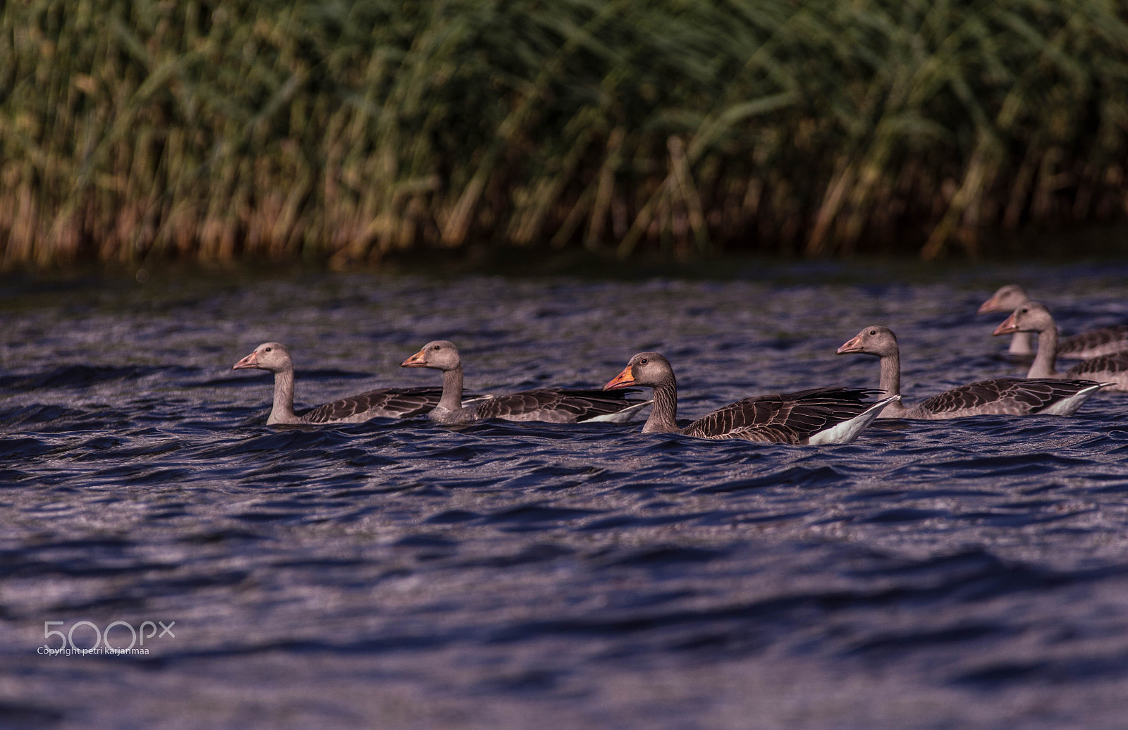 Canon EF 300mm f/2.8L + 1.4x sample photo. The way of greylag gooses photography
