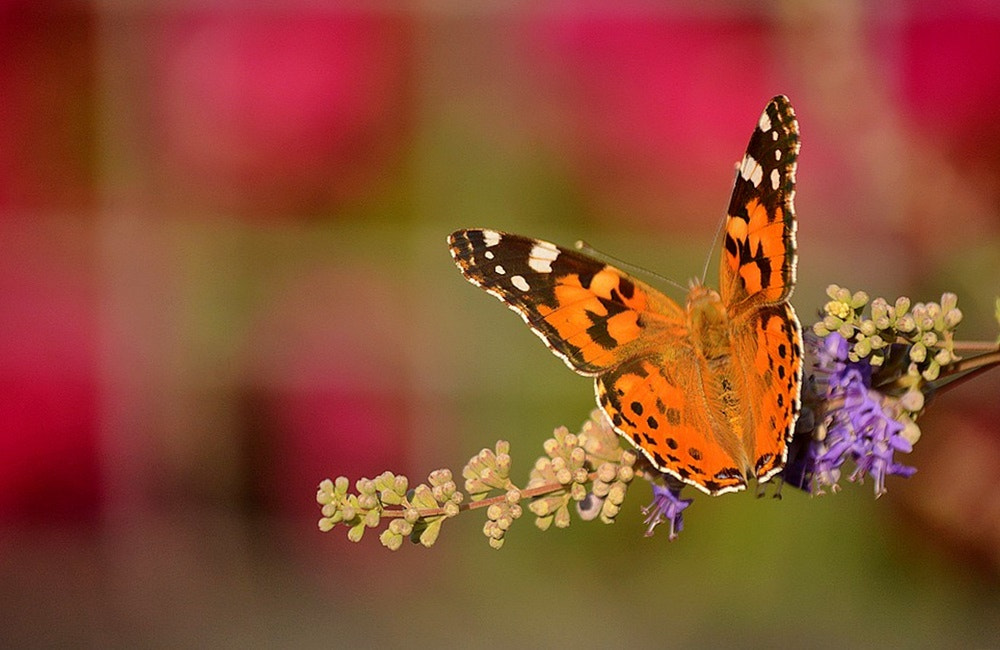 Sigma 70-300mm F4-5.6 APO Macro Super II sample photo. Vanessa cardui - diken kelebeği photography