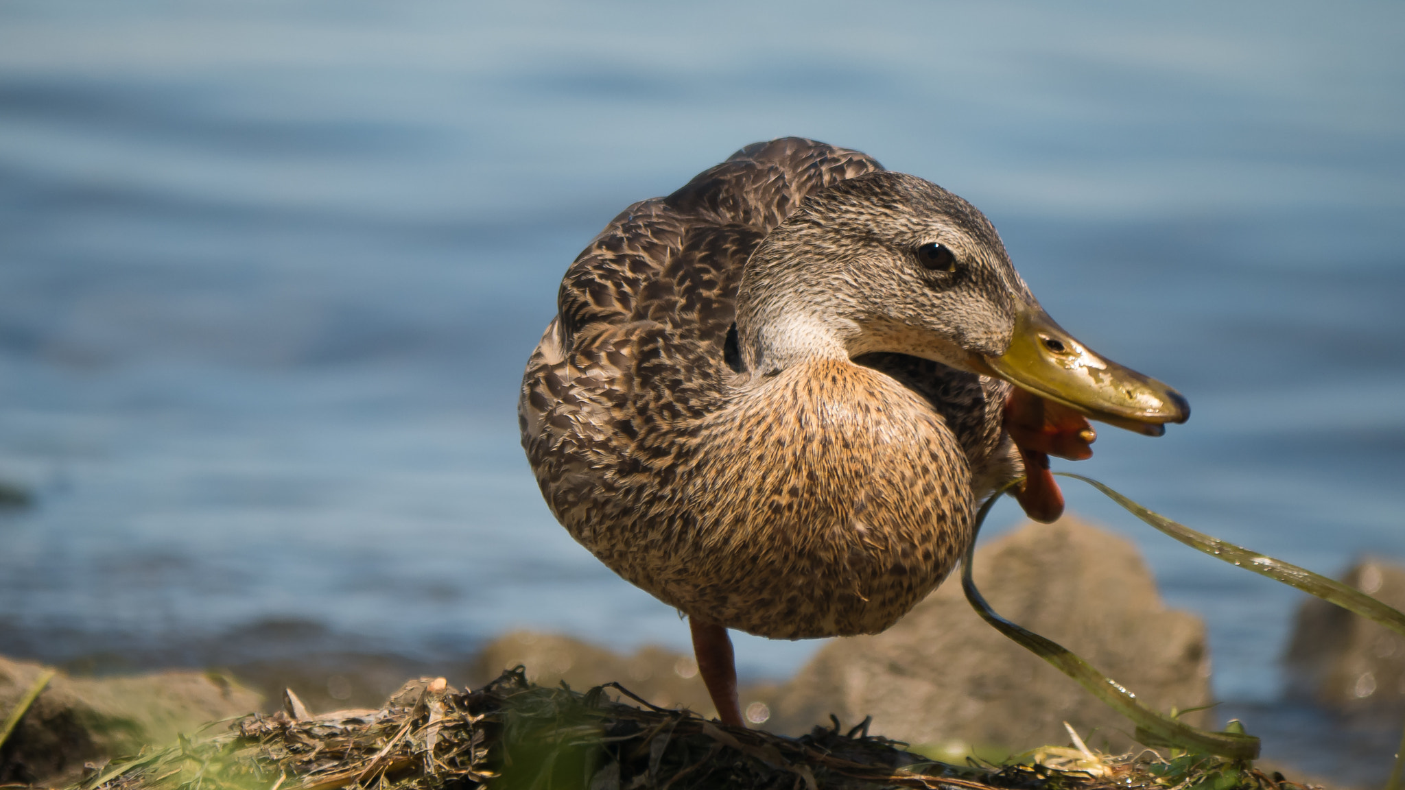 Panasonic Lumix DMC-G7 sample photo. Duck selfie photography