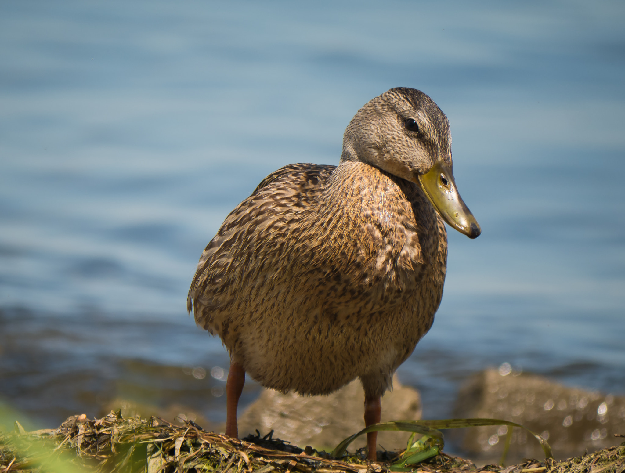 Panasonic Lumix DMC-G7 sample photo. Duck atitude photography