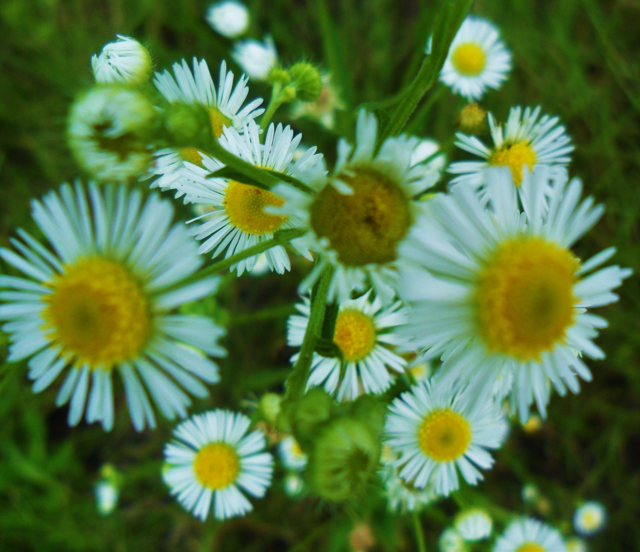 Samsung ES70, ES71 / VLUU ES70, ES71 /  SL600 sample photo. Daisies in your faces photography
